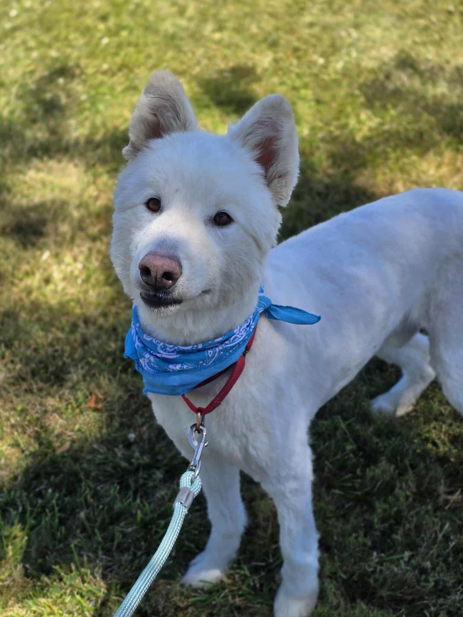Chester, an adoptable Samoyed, Husky in Grants Pass, OR, 97526 | Photo Image 3