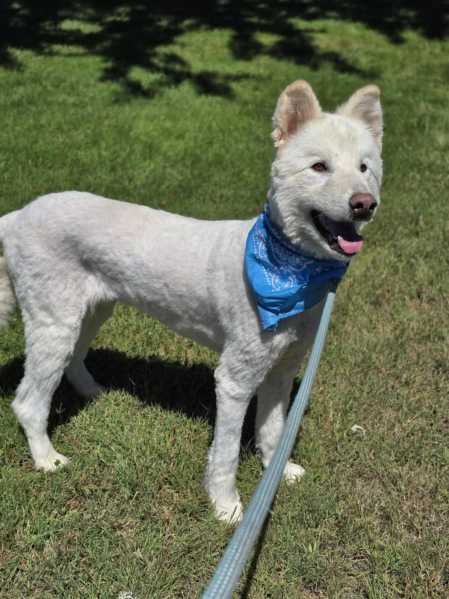 Chester, an adoptable Samoyed, Husky in Grants Pass, OR, 97526 | Photo Image 4