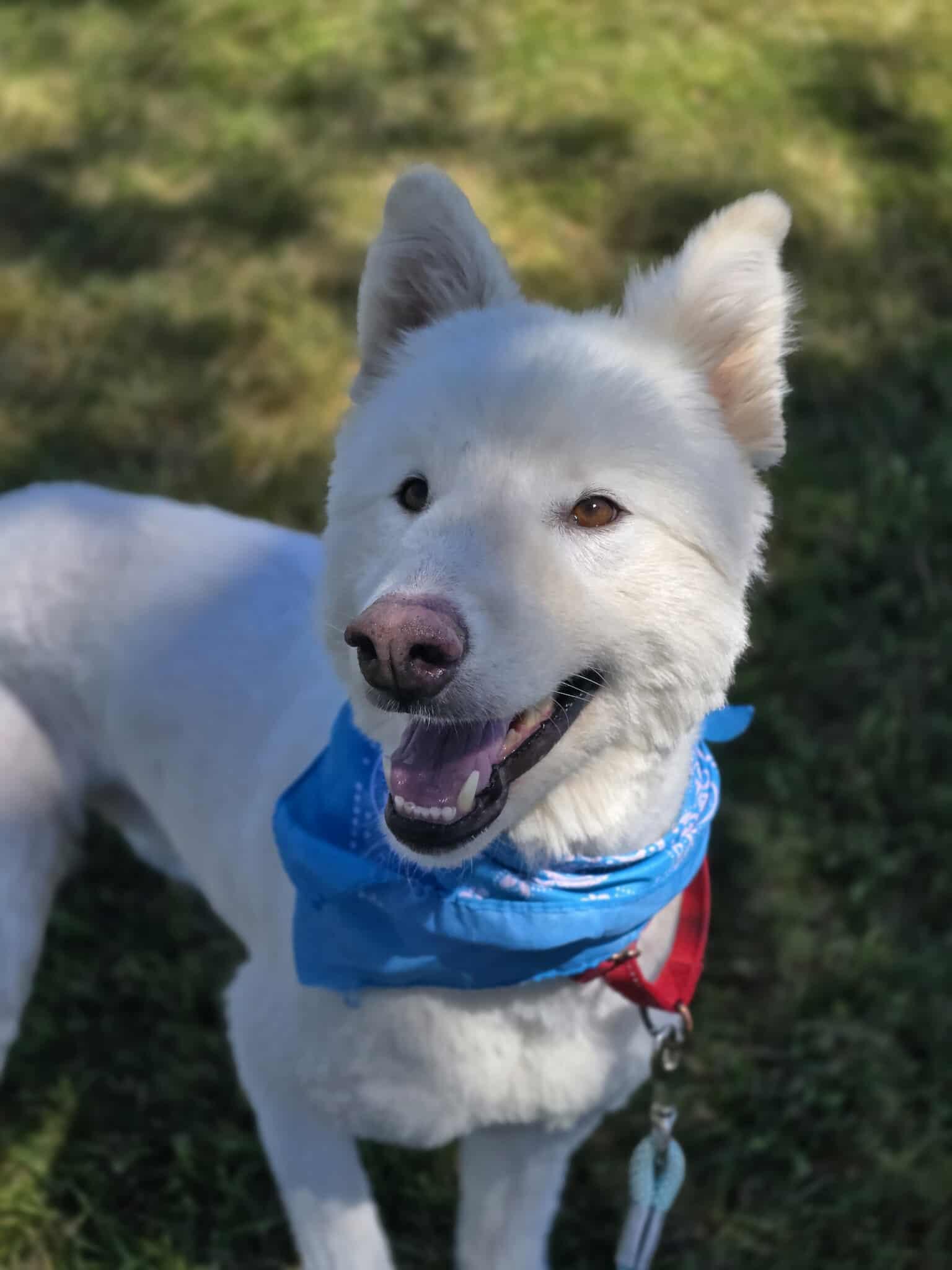 Chester, an adoptable Samoyed, Husky in Grants Pass, OR, 97526 | Photo Image 2