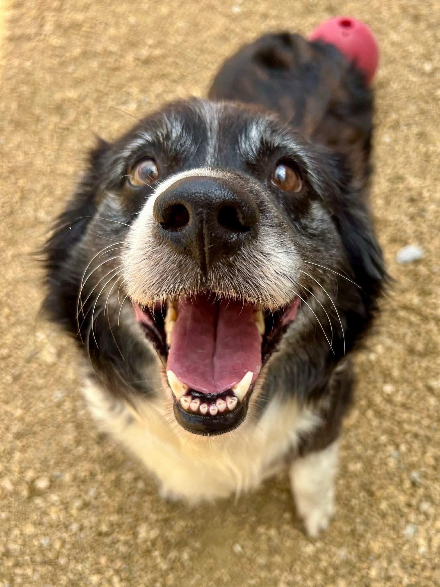 Mae (2026), a Adopted mixed breed in Columbia, MO image 1/3