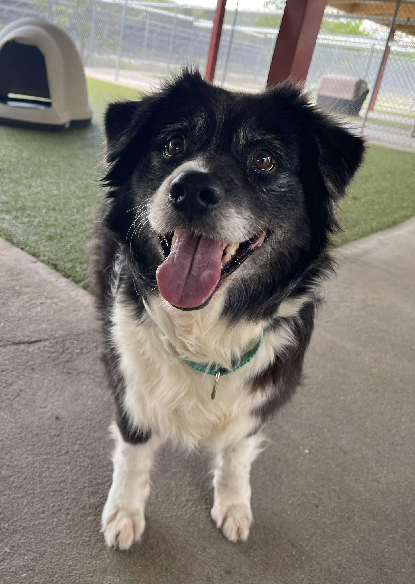 Mae (2026), a Adopted mixed breed in Columbia, MO image 2/3