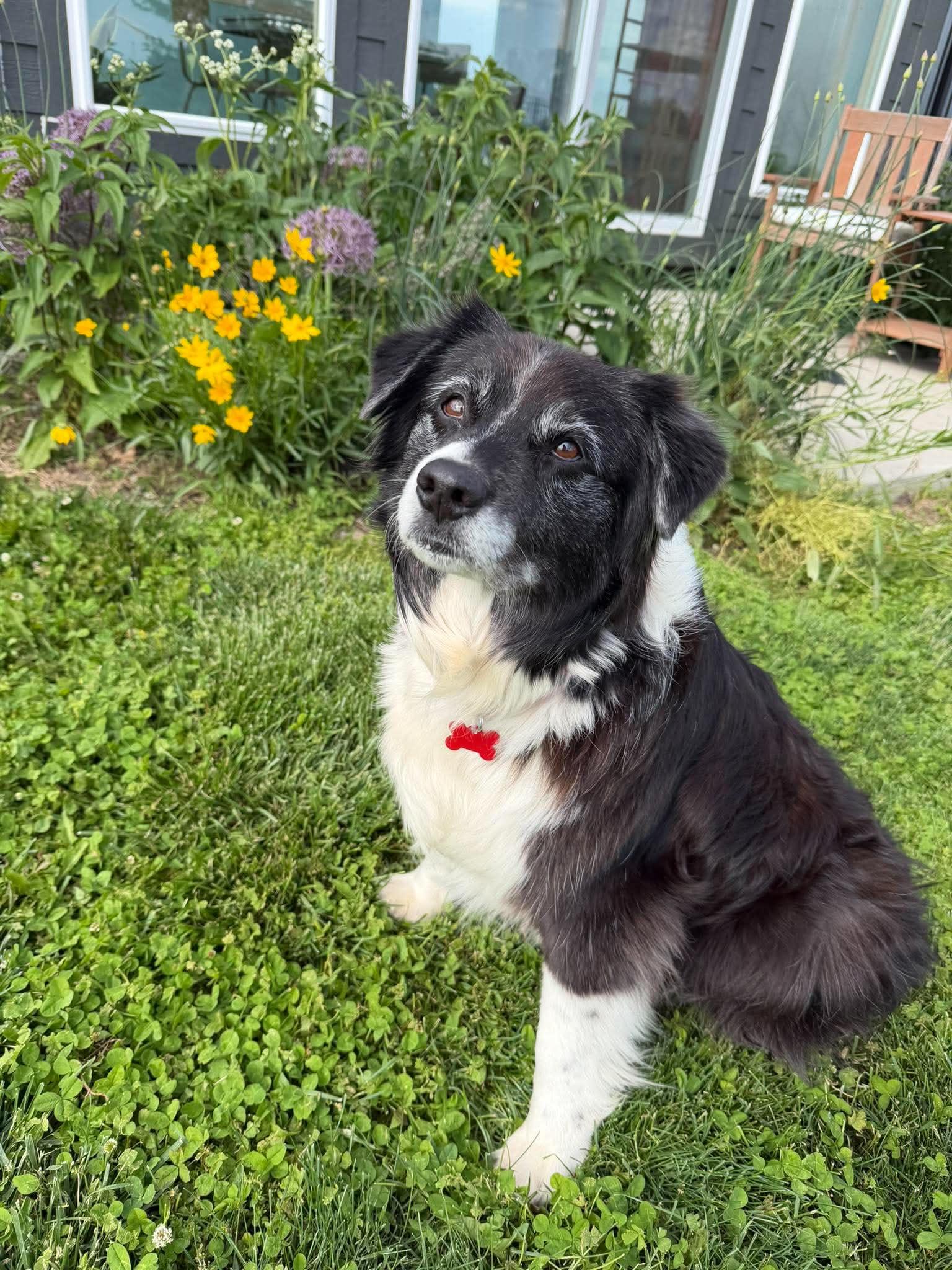 Mae (2026), a Adopted mixed breed in Columbia, MO image 3/3