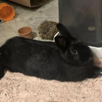 Skippy, Adoptable, Adult Male Bunny Rabbit & Dwarf.