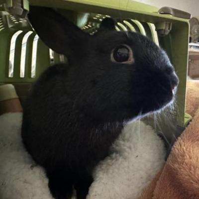 Enlarge Skippy, a Adoptable mixed breed in Kalamazoo, MI image 2/3