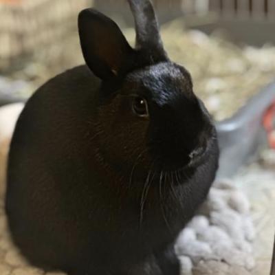 Enlarge Skippy, a Adoptable mixed breed in Kalamazoo, MI image 3/3