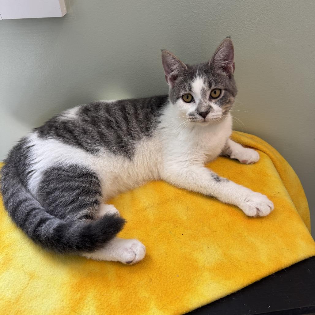 CiCi, Adoptable, Young Female Domestic Short Hair.