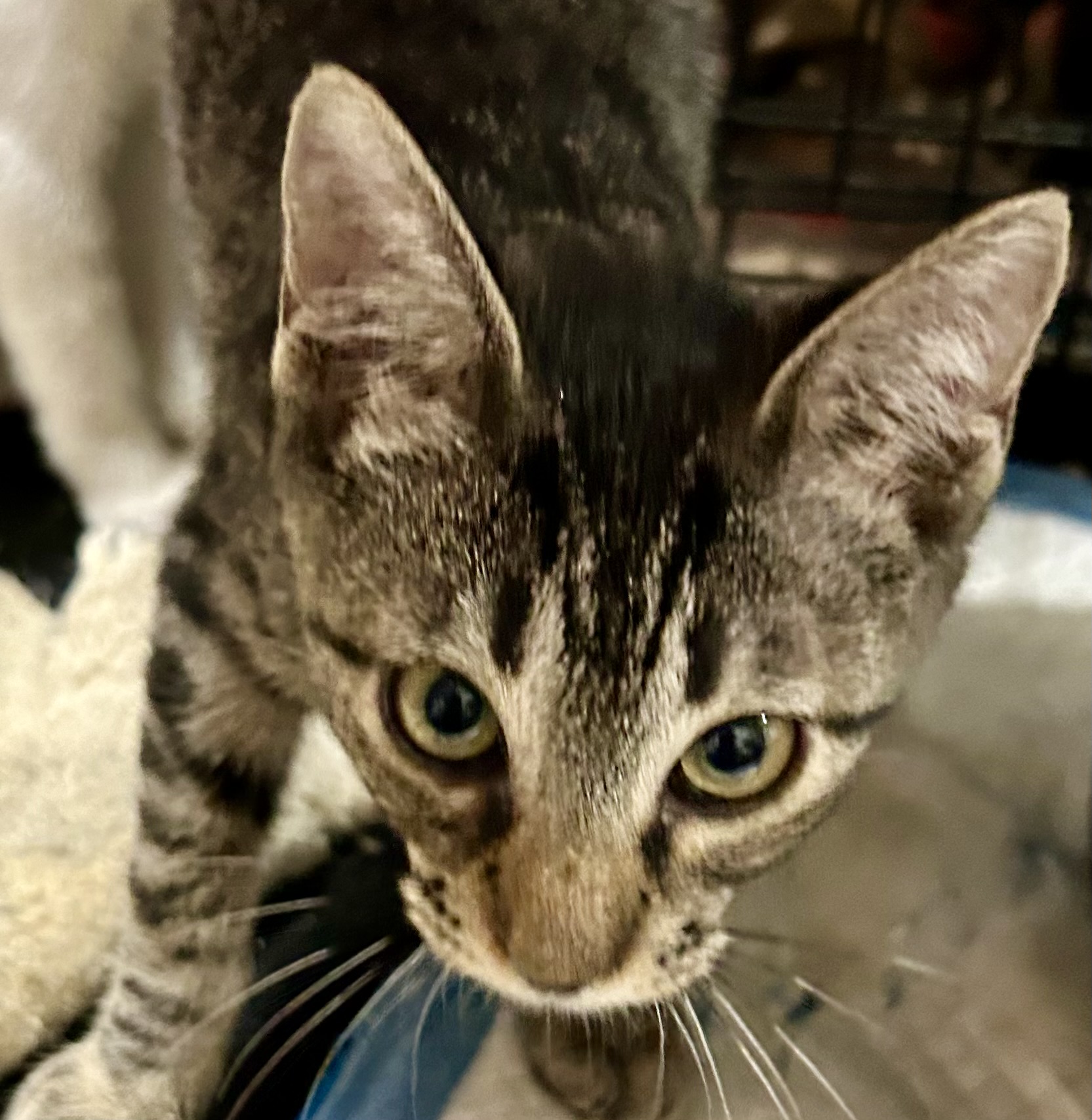 Talley, a Adoptable mixed breed in New Orleans, LA image 2/2