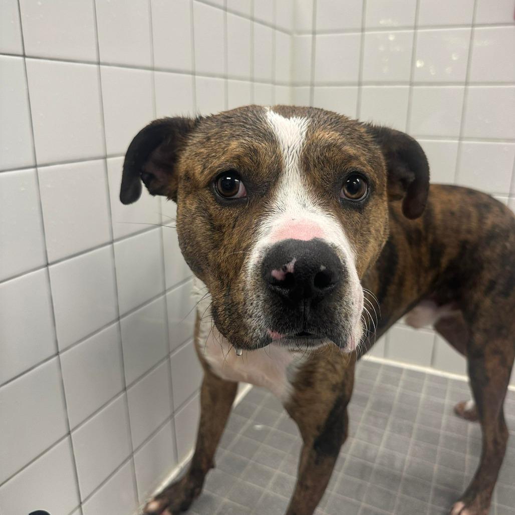 Enlarge Hogan, a Adoptable Pit Bull Terrier in Greensboro, NC image 1/6