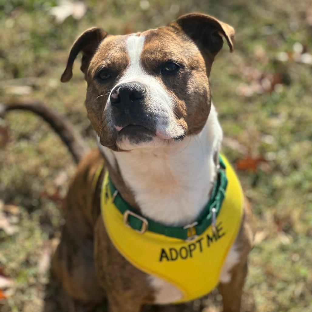Enlarge Hogan, a Adoptable Pit Bull Terrier in Greensboro, NC image 2/6