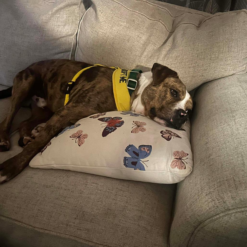 Enlarge Hogan, a Adoptable Pit Bull Terrier in Greensboro, NC image 3/6