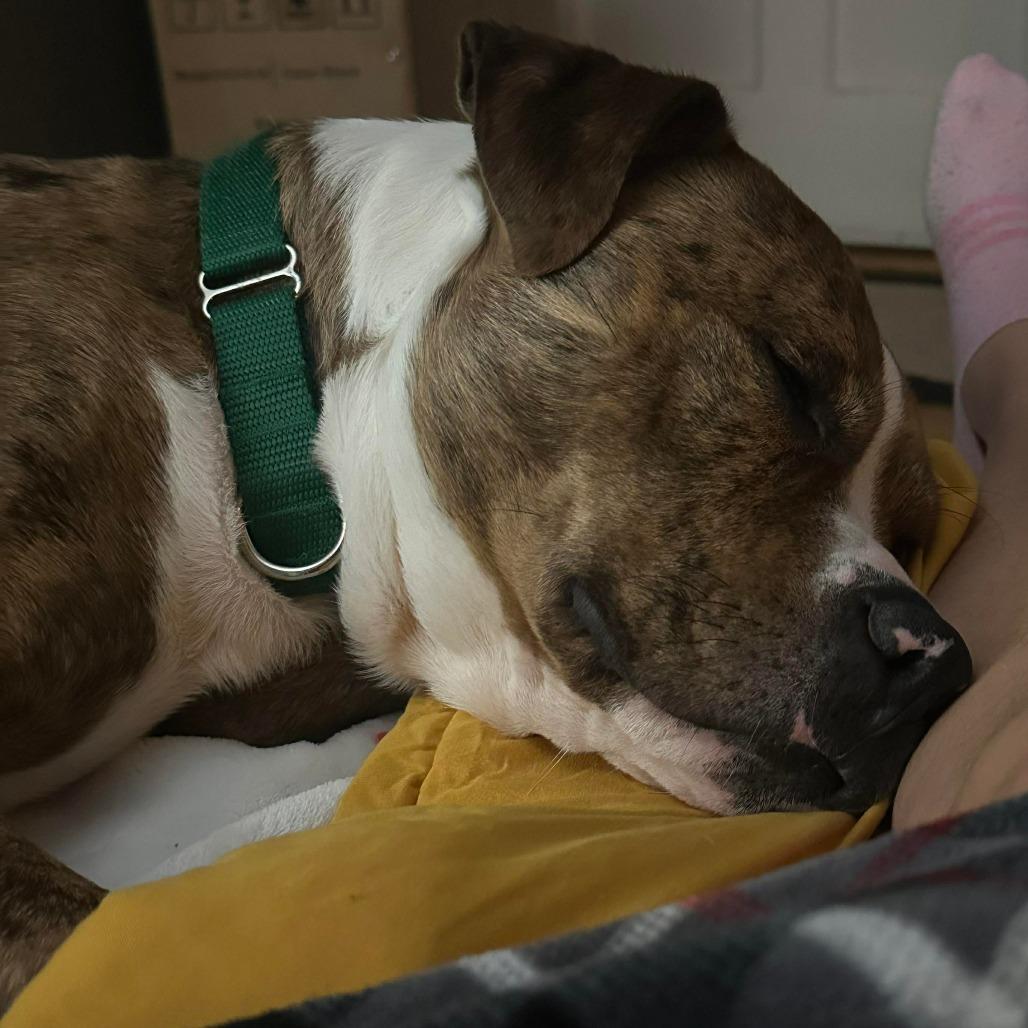 Enlarge Hogan, a Adoptable Pit Bull Terrier in Greensboro, NC image 5/6