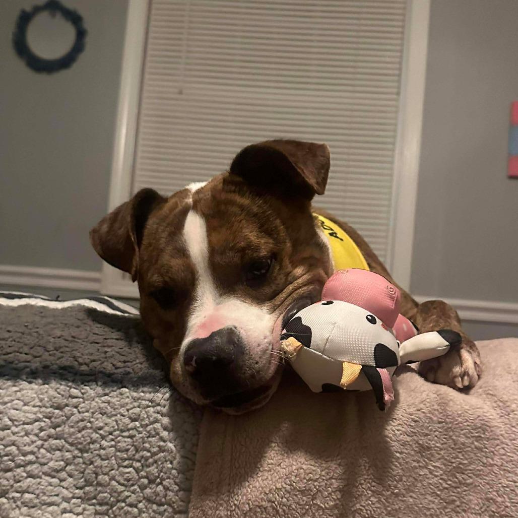 Enlarge Hogan, a Adoptable Pit Bull Terrier in Greensboro, NC image 6/6