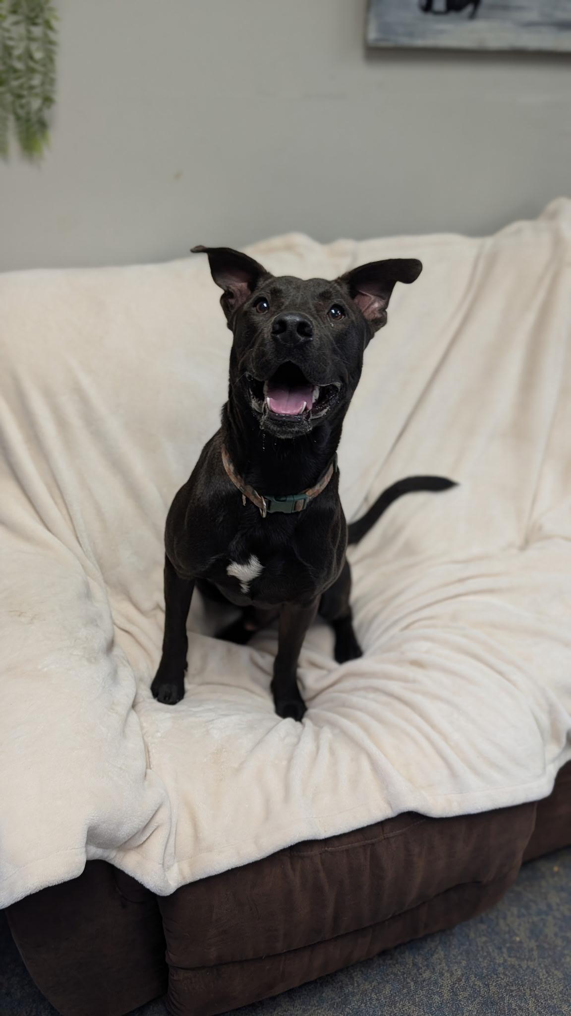 Odie, a ADOPTABLE Labrador Retriever in Blytheville, AR image 4/4