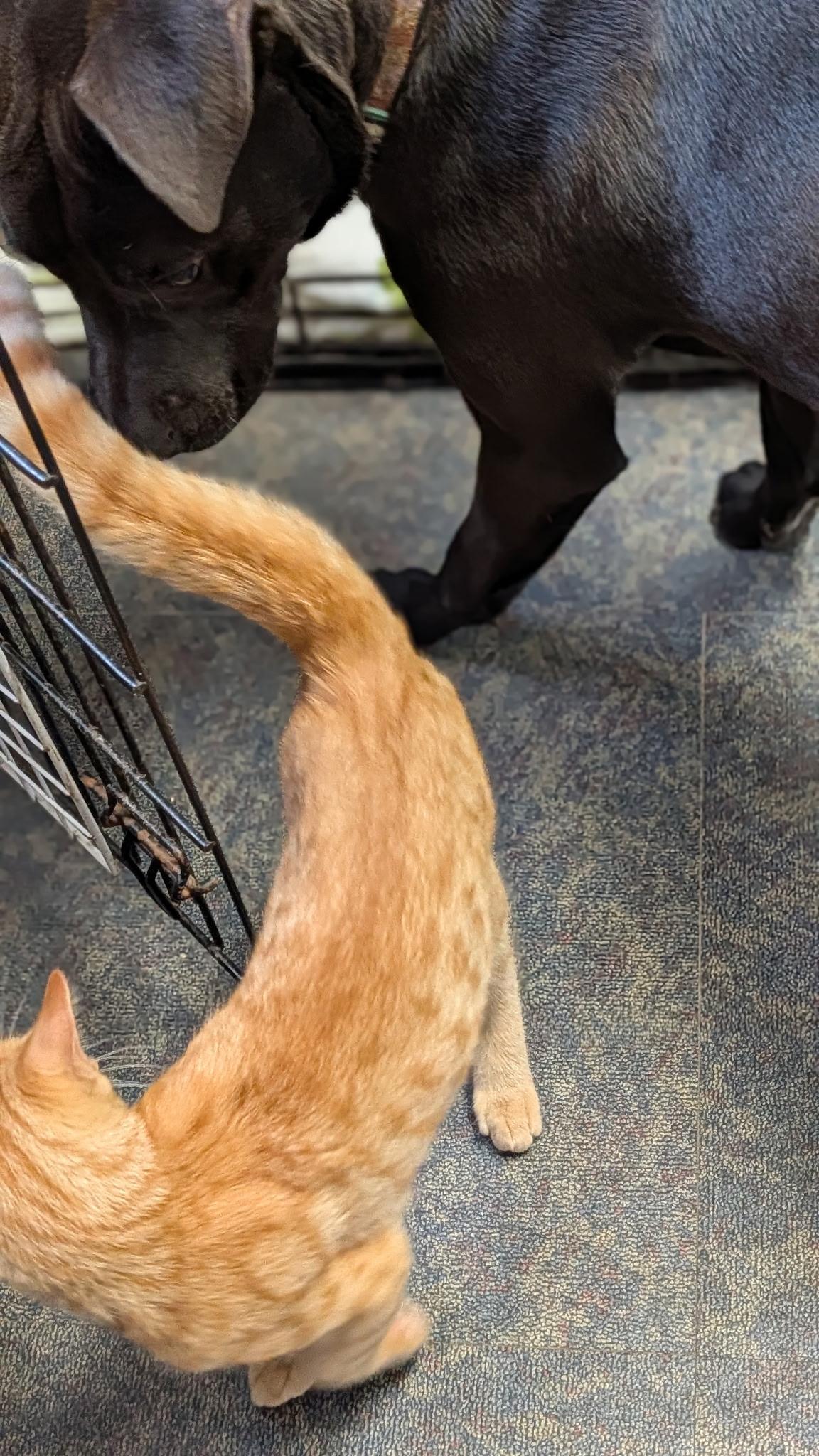 Odie, a ADOPTABLE Labrador Retriever in Blytheville, AR image 3/4