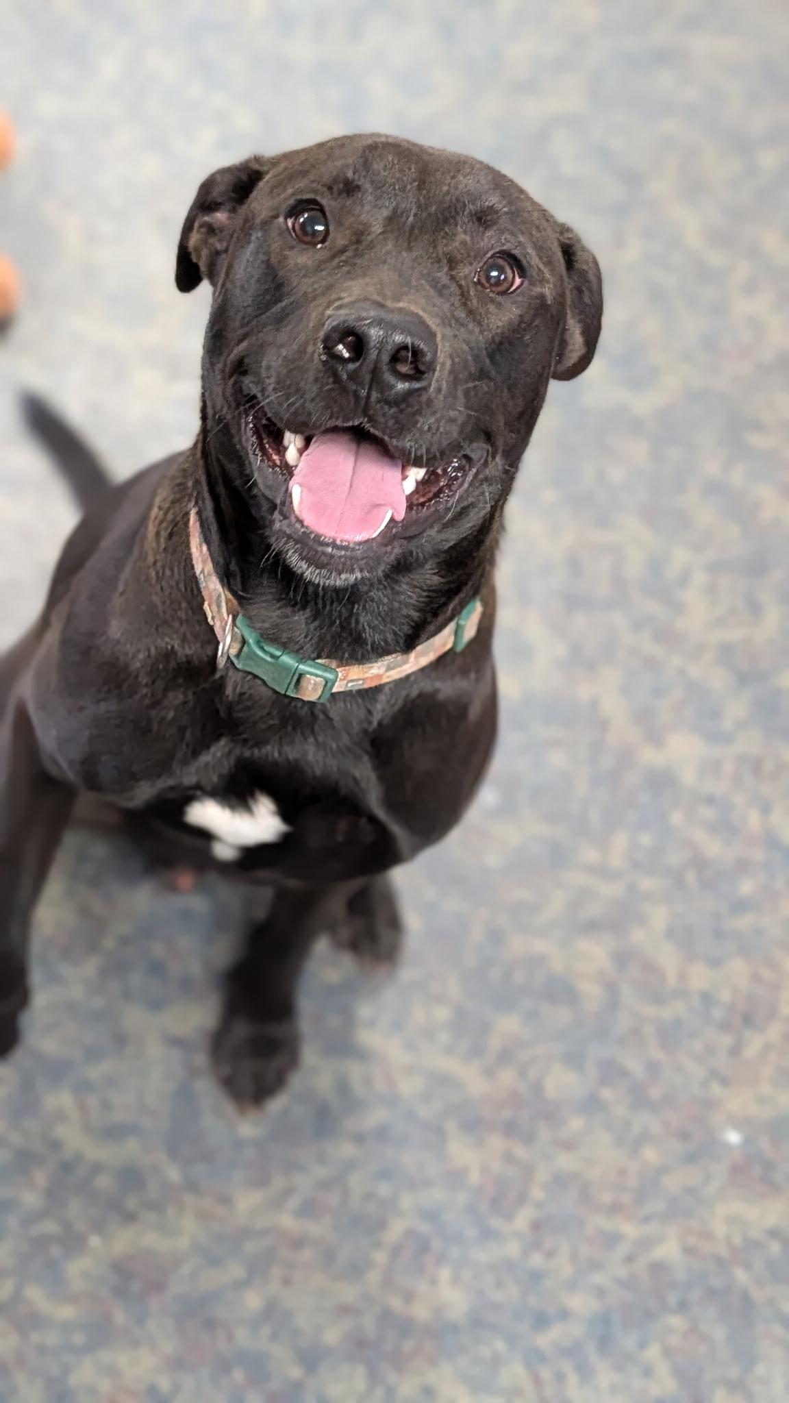 Odie, ADOPTABLE, Adult Male Labrador Retriever.
