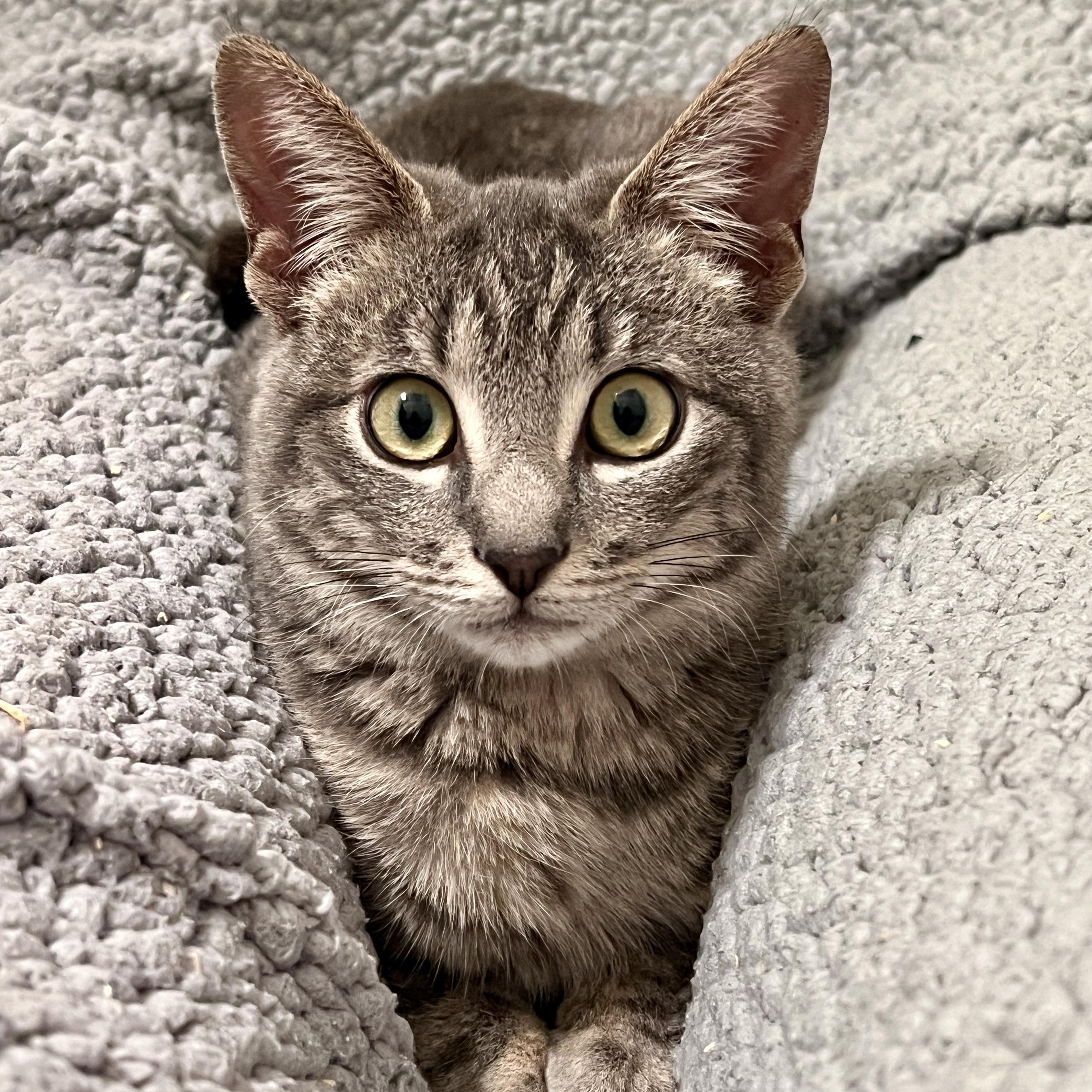 Chip =^.^=