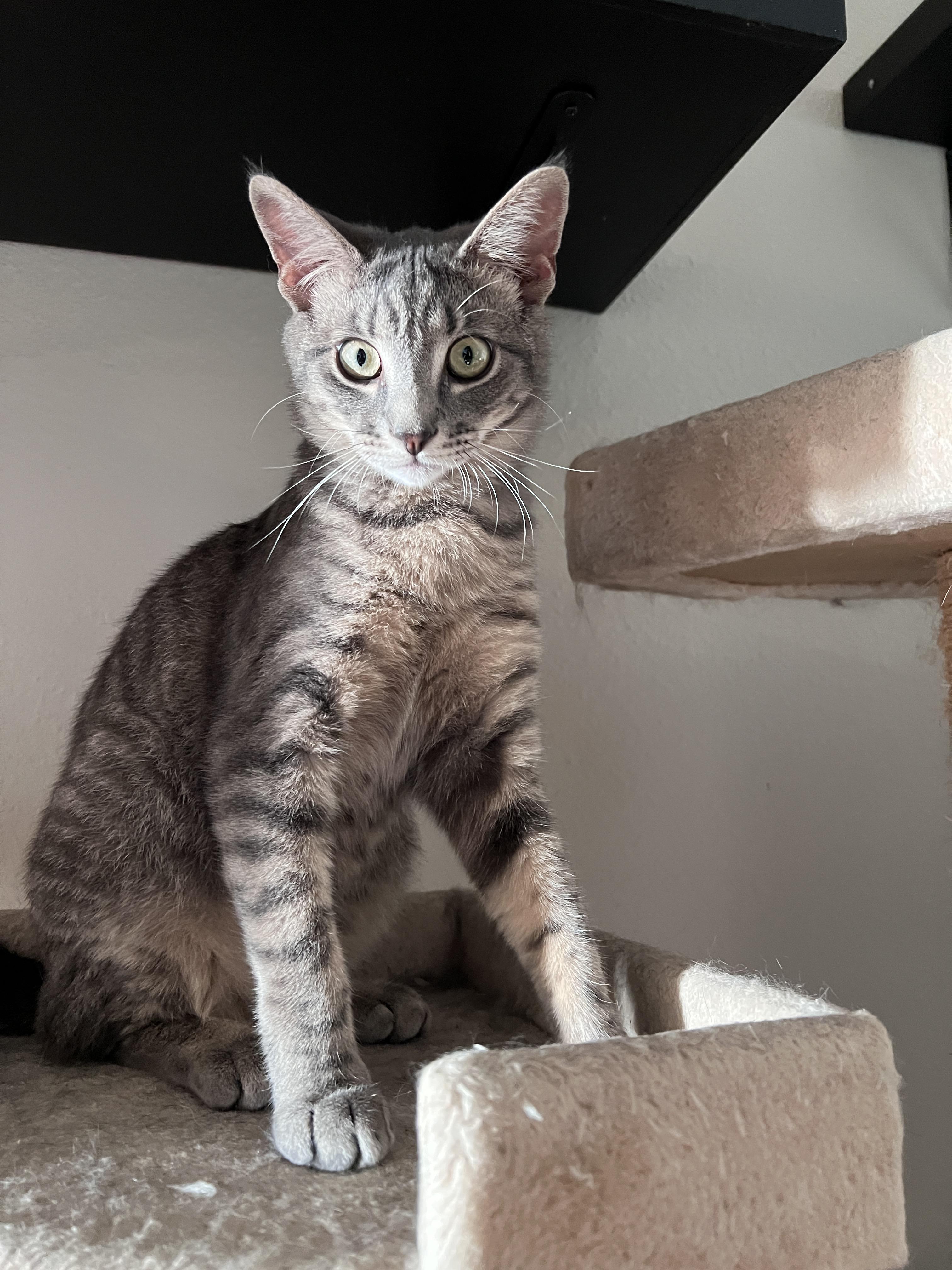 Chip =^.^=