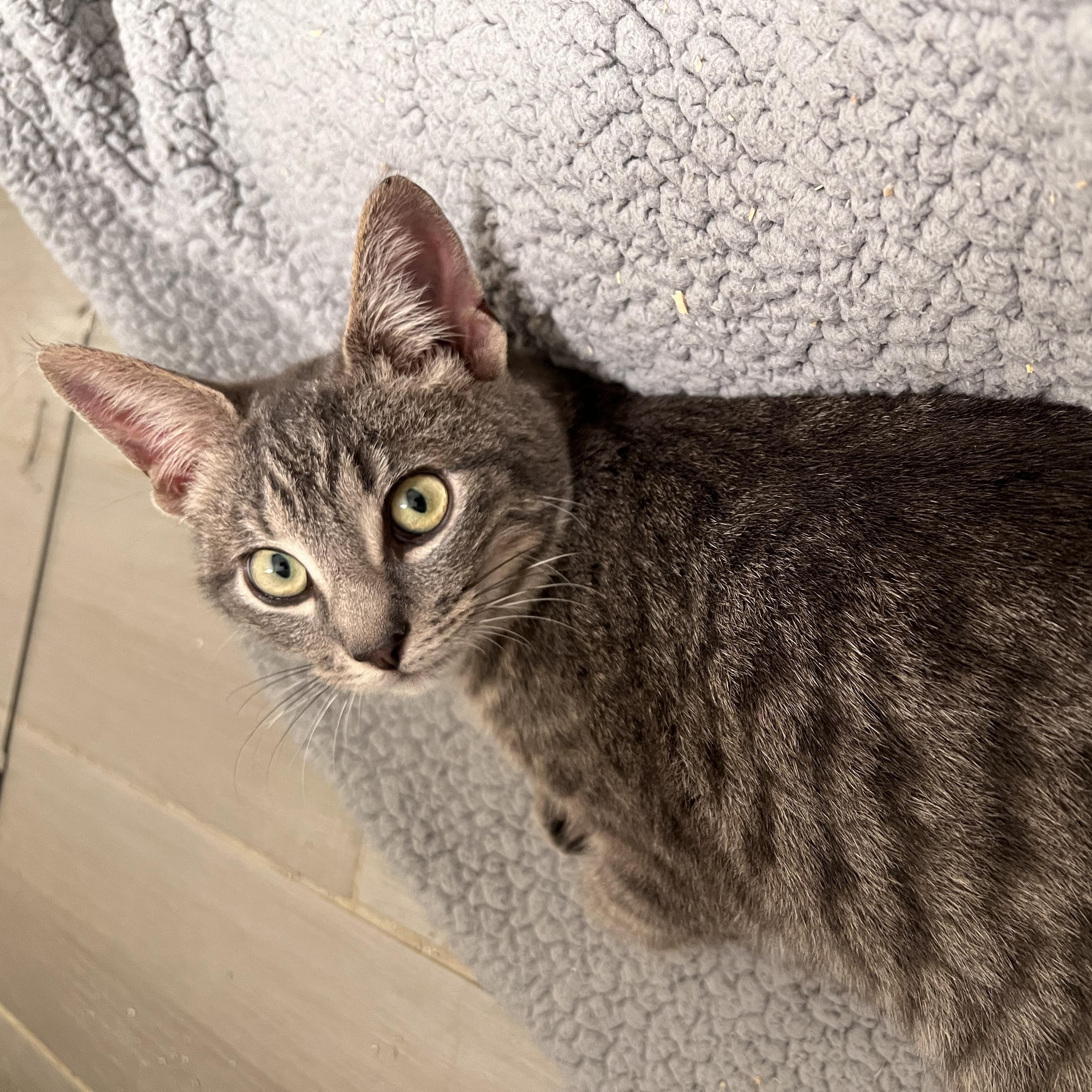 Chip =^.^=