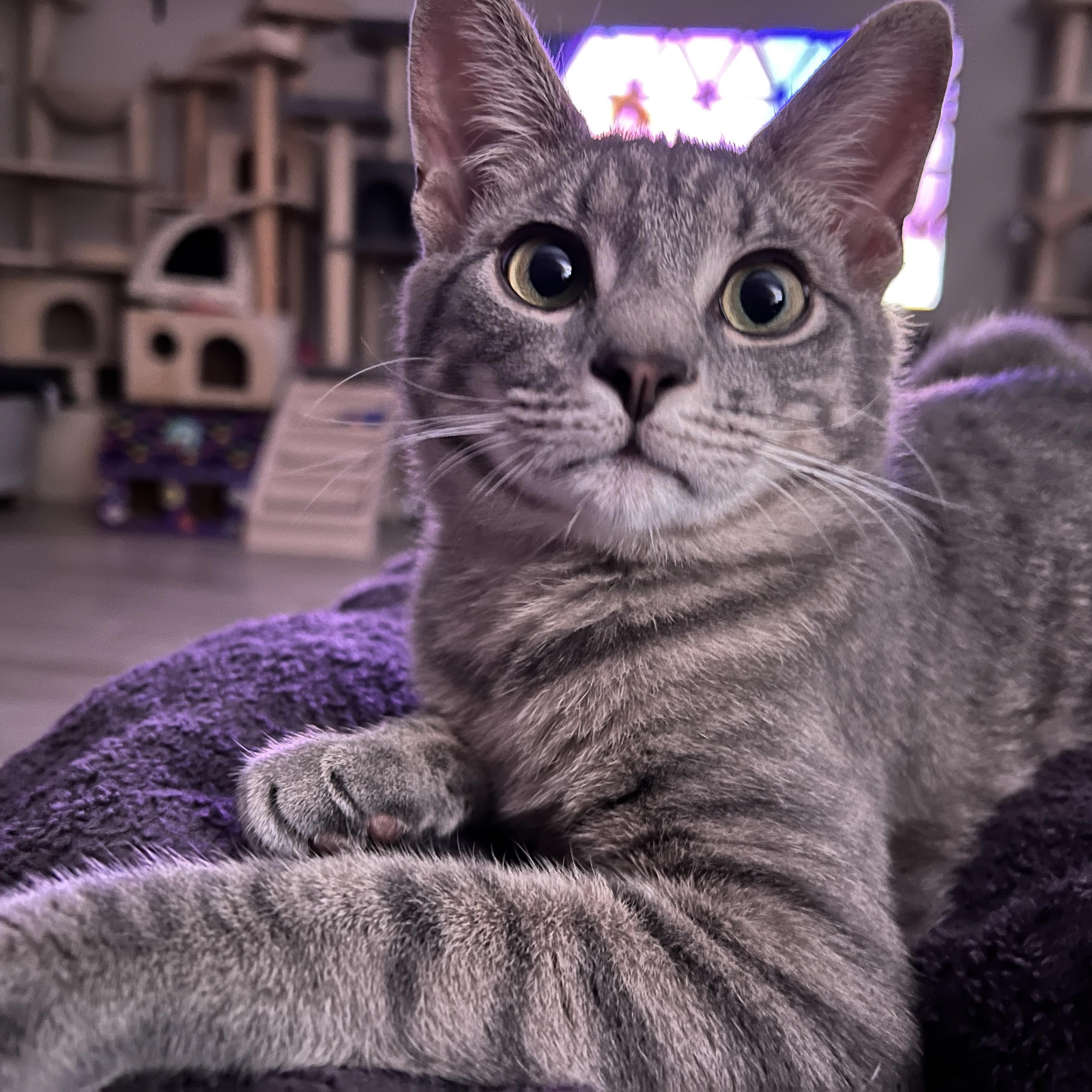 Chip =^.^=