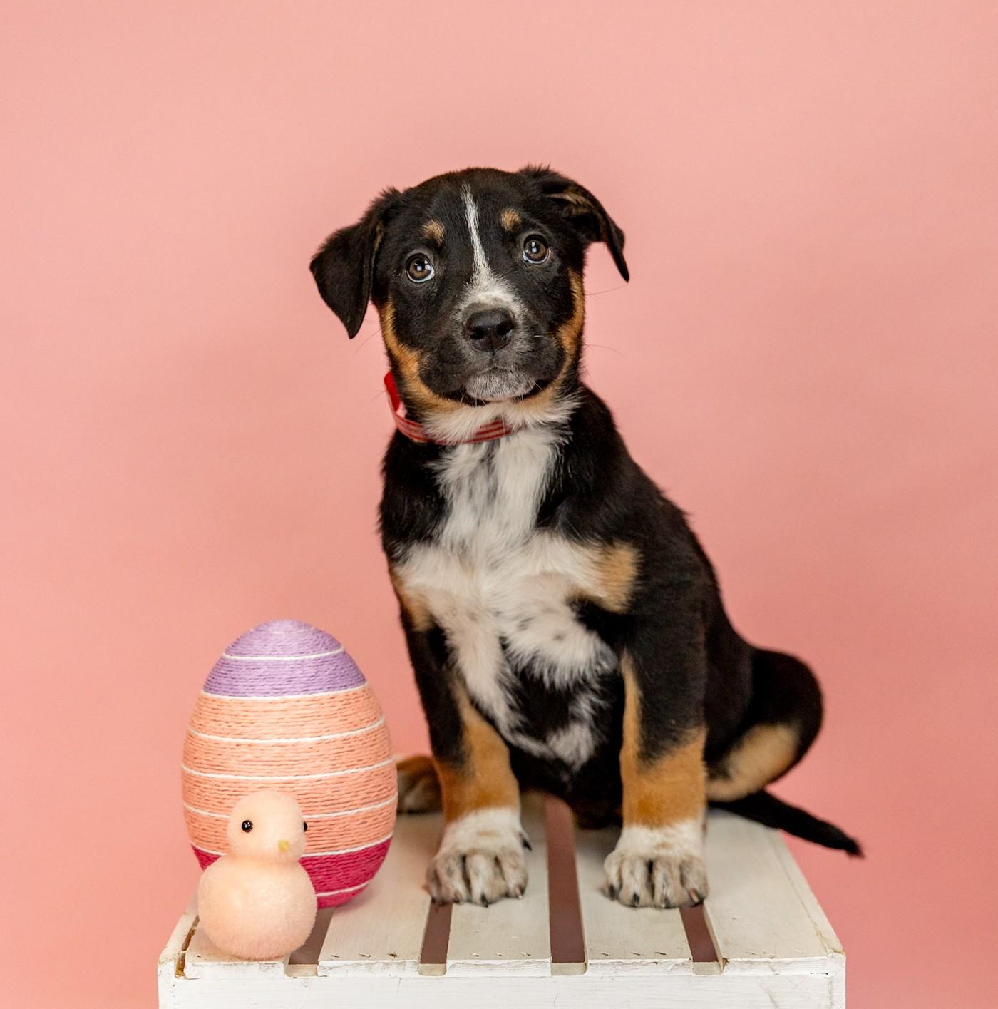 219-26, ADOPTABLE, Young Male Shepherd.