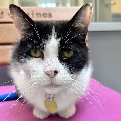 Oscar, ADOPTABLE, Senior Male Domestic Short Hair.