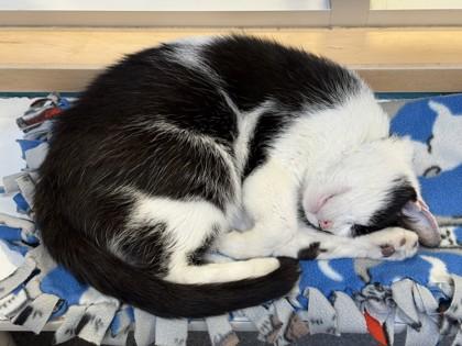 Enlarge Oscar, a ADOPTABLE mixed breed in Lansing, MI image 2/3