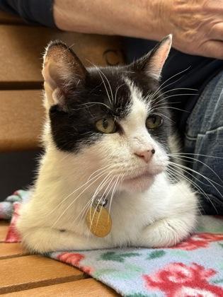 Enlarge Oscar, a ADOPTABLE mixed breed in Lansing, MI image 3/3