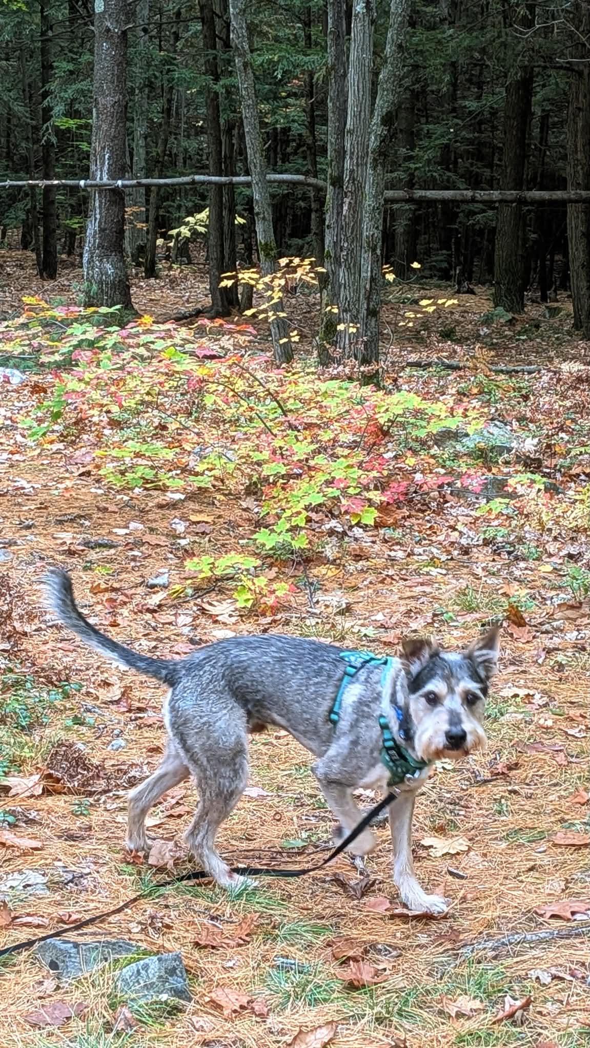 Enlarge River, a Adoptable mixed breed in Rigaud, QC image 5/6