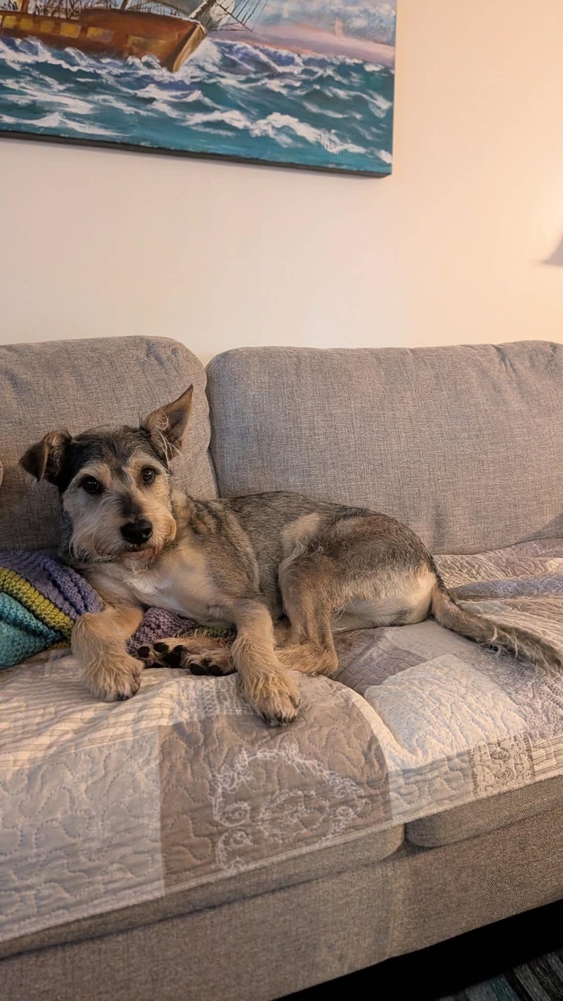 Enlarge River, a Adoptable mixed breed in Rigaud, QC image 2/6