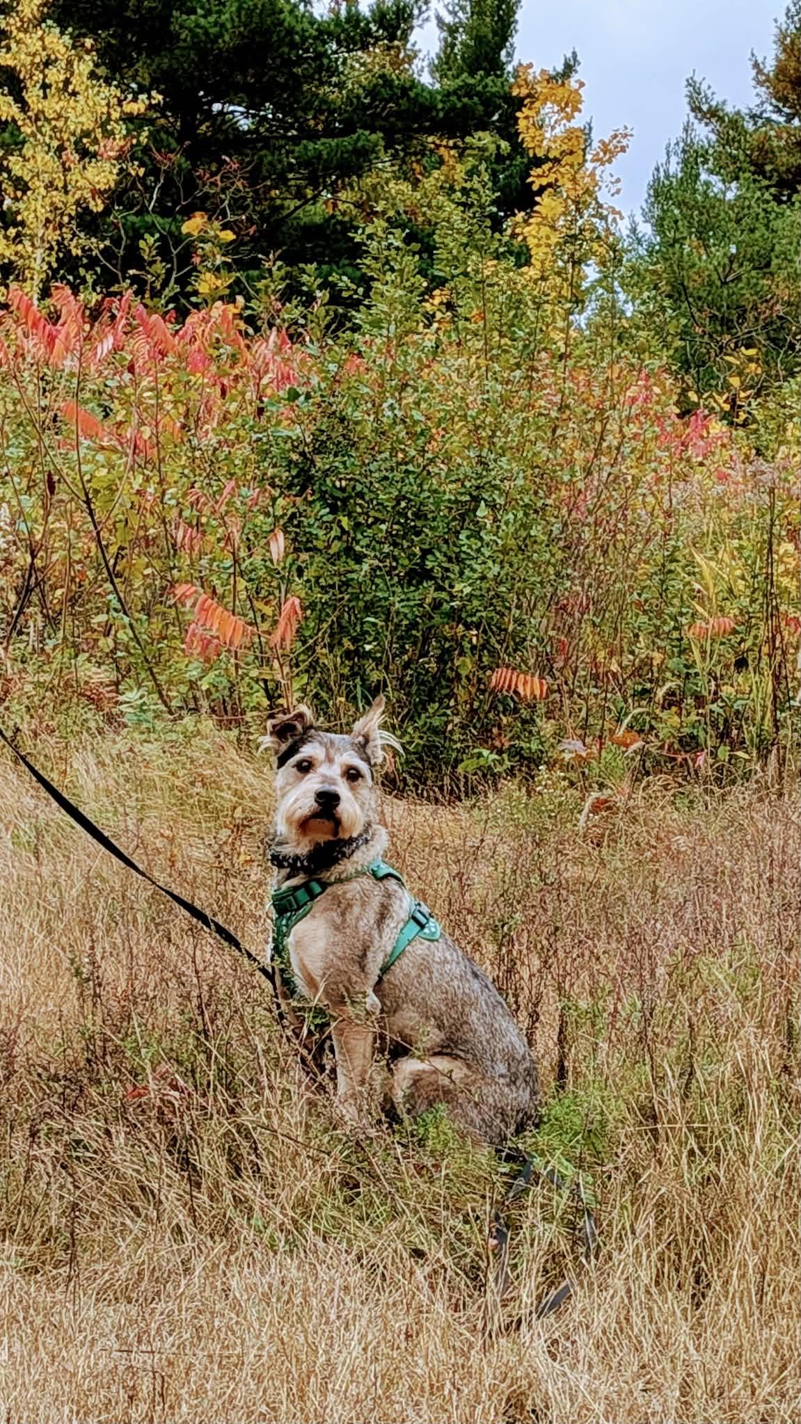 River, Adoptable, Adult Male Schnauzer.