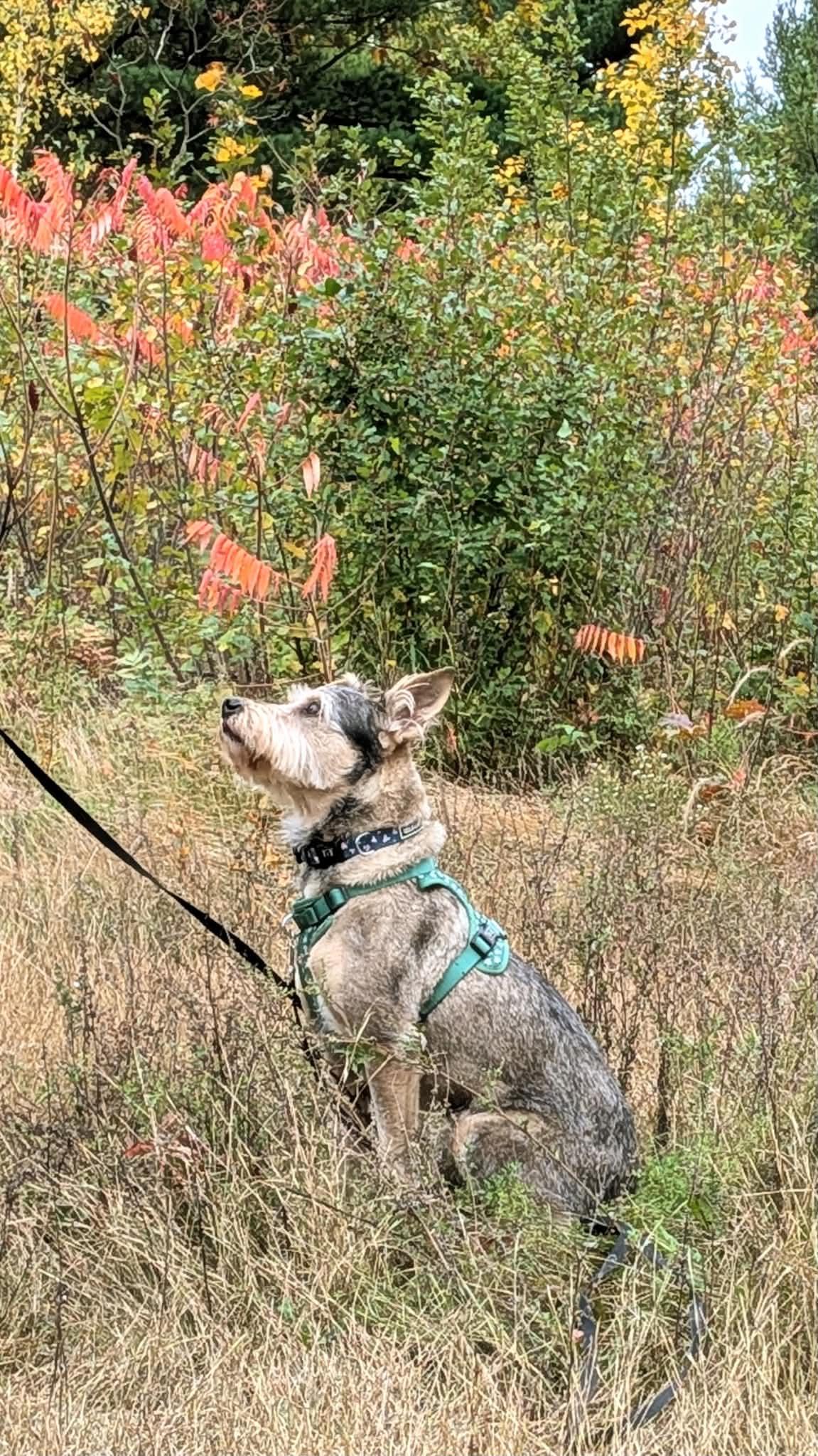 Enlarge River, a Adoptable mixed breed in Rigaud, QC image 6/6