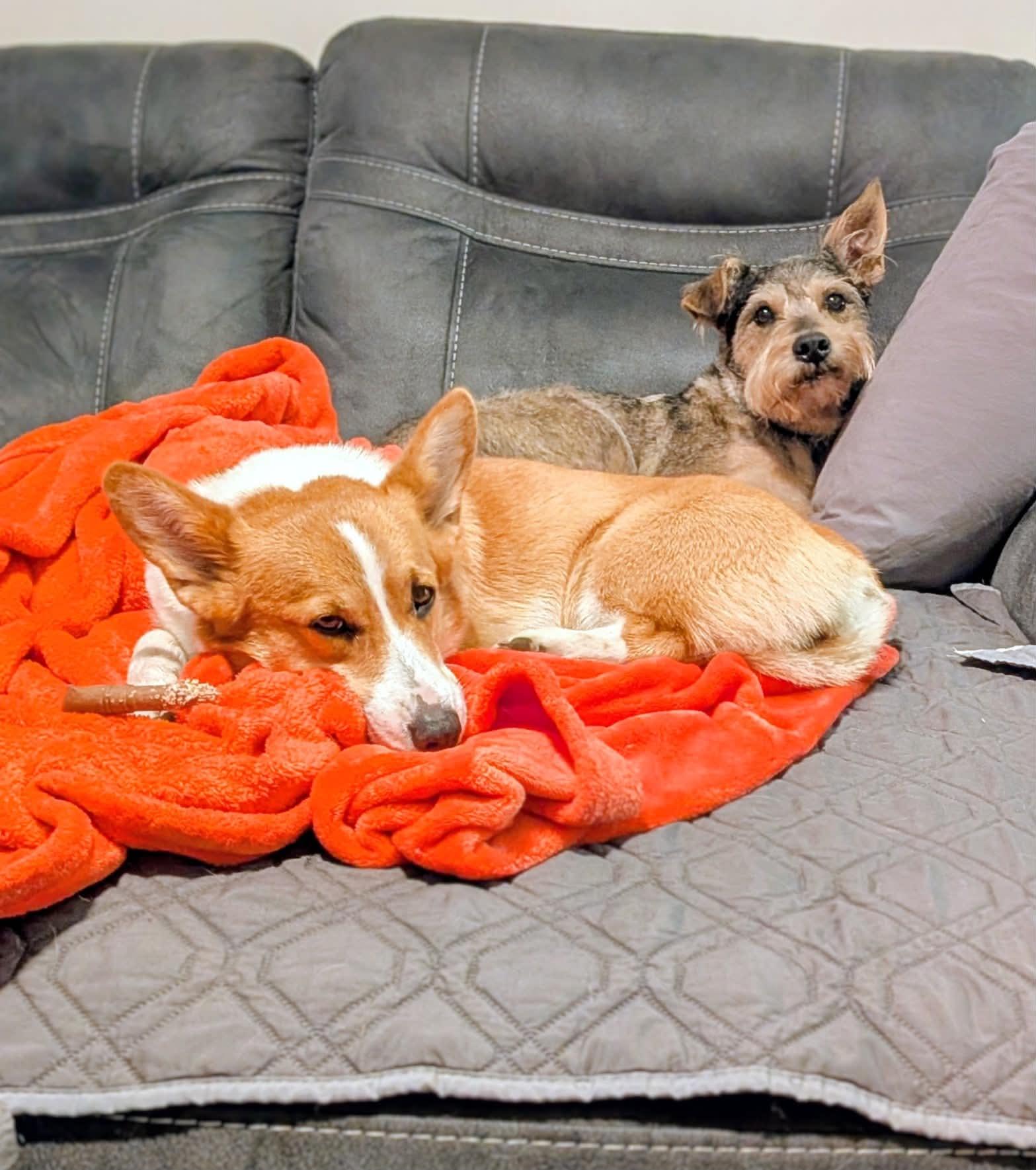 Enlarge River, a Adoptable mixed breed in Rigaud, QC image 4/6