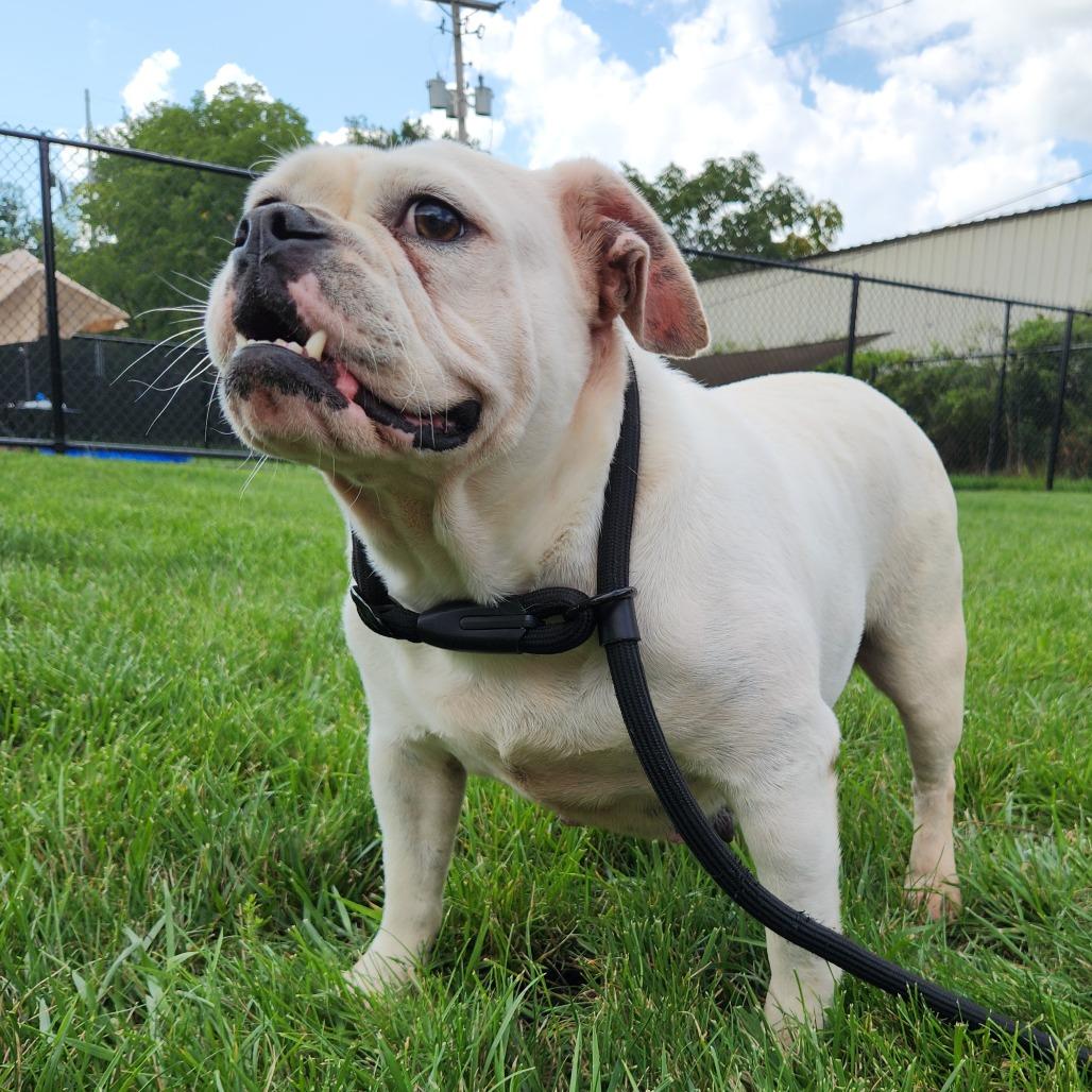 Klepto, Adoptable, Adult Female English Bulldog.