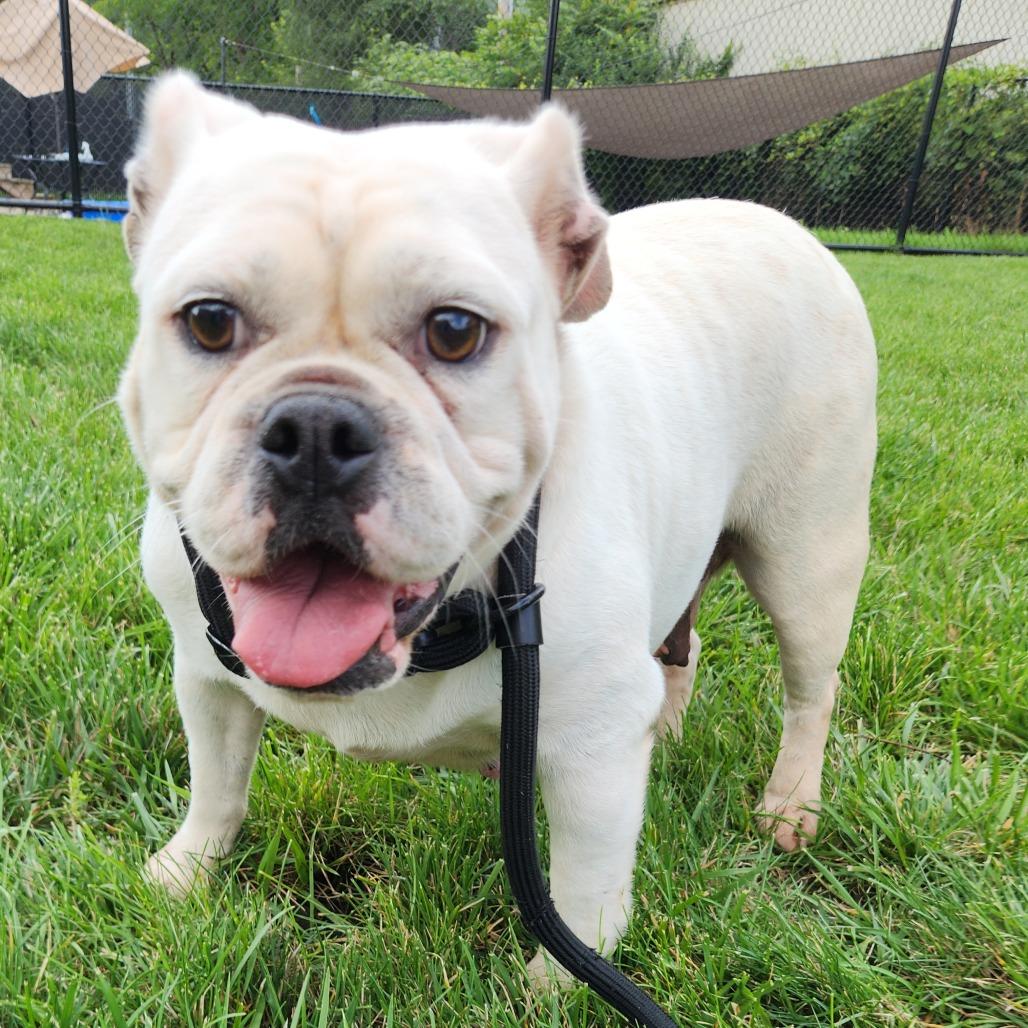 Enlarge Klepto, a Adoptable English Bulldog in Fort Wayne, IN image 2/4