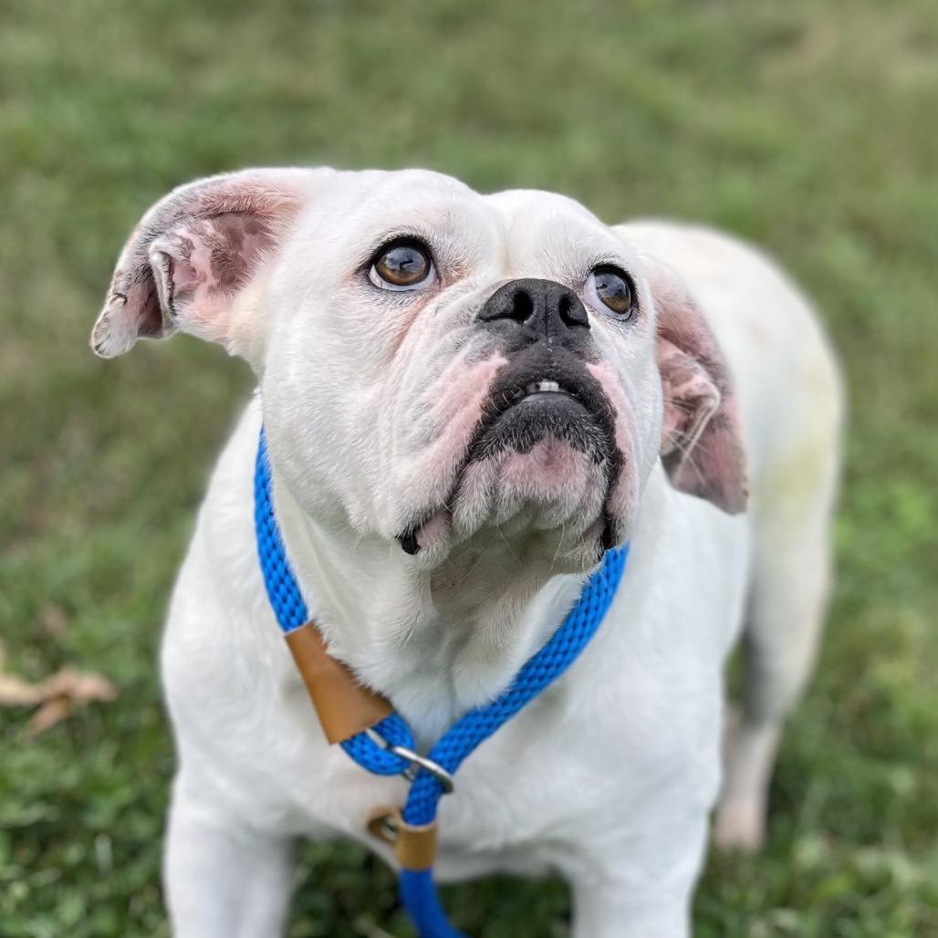 Enlarge Klepto, a Adoptable English Bulldog in Fort Wayne, IN image 3/4