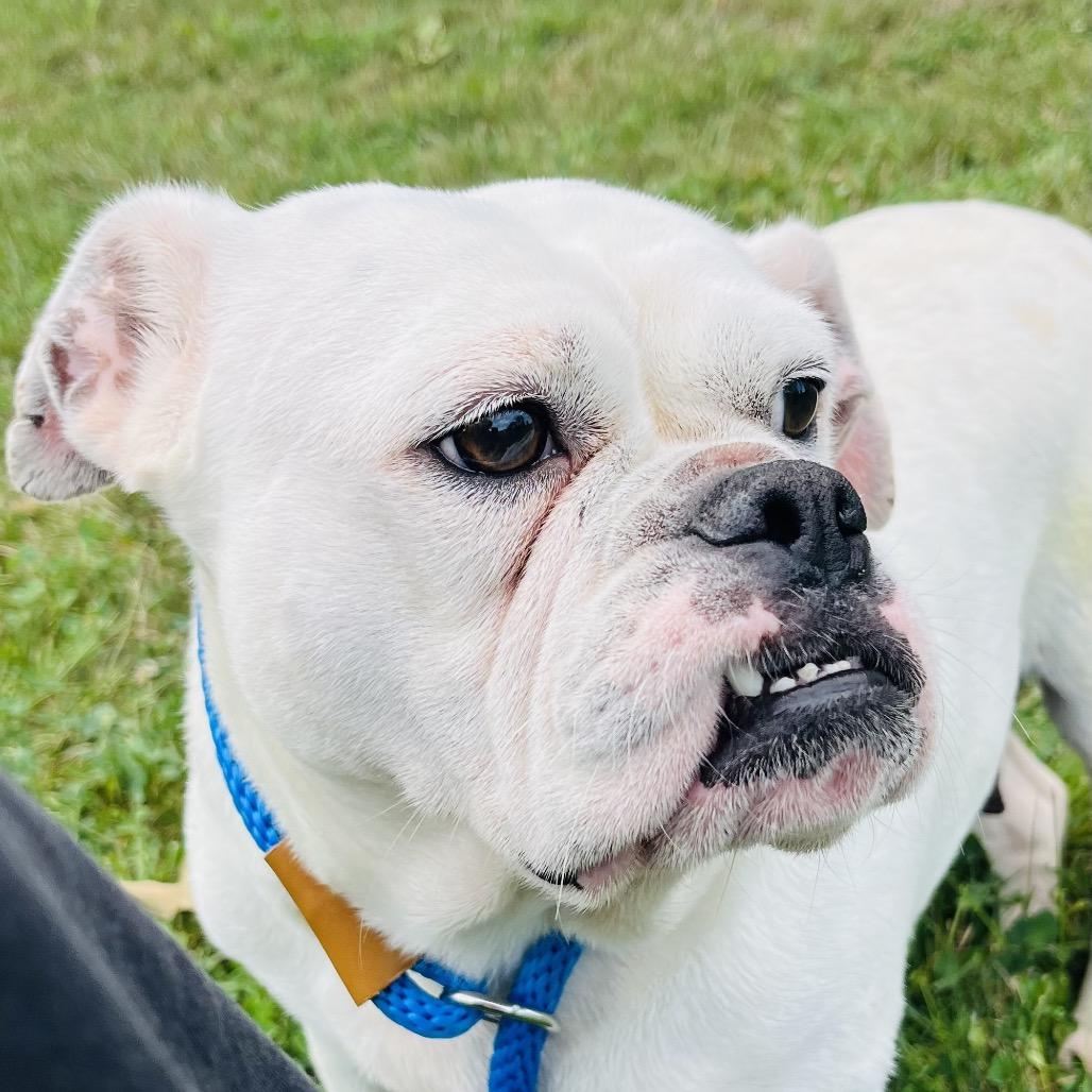 Enlarge Klepto, a Adoptable English Bulldog in Fort Wayne, IN image 4/4