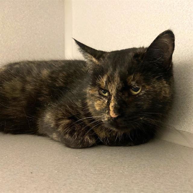 Enlarge TORTILLA, a Adoptable Domestic Short Hair in Aurora, CO image 1/1