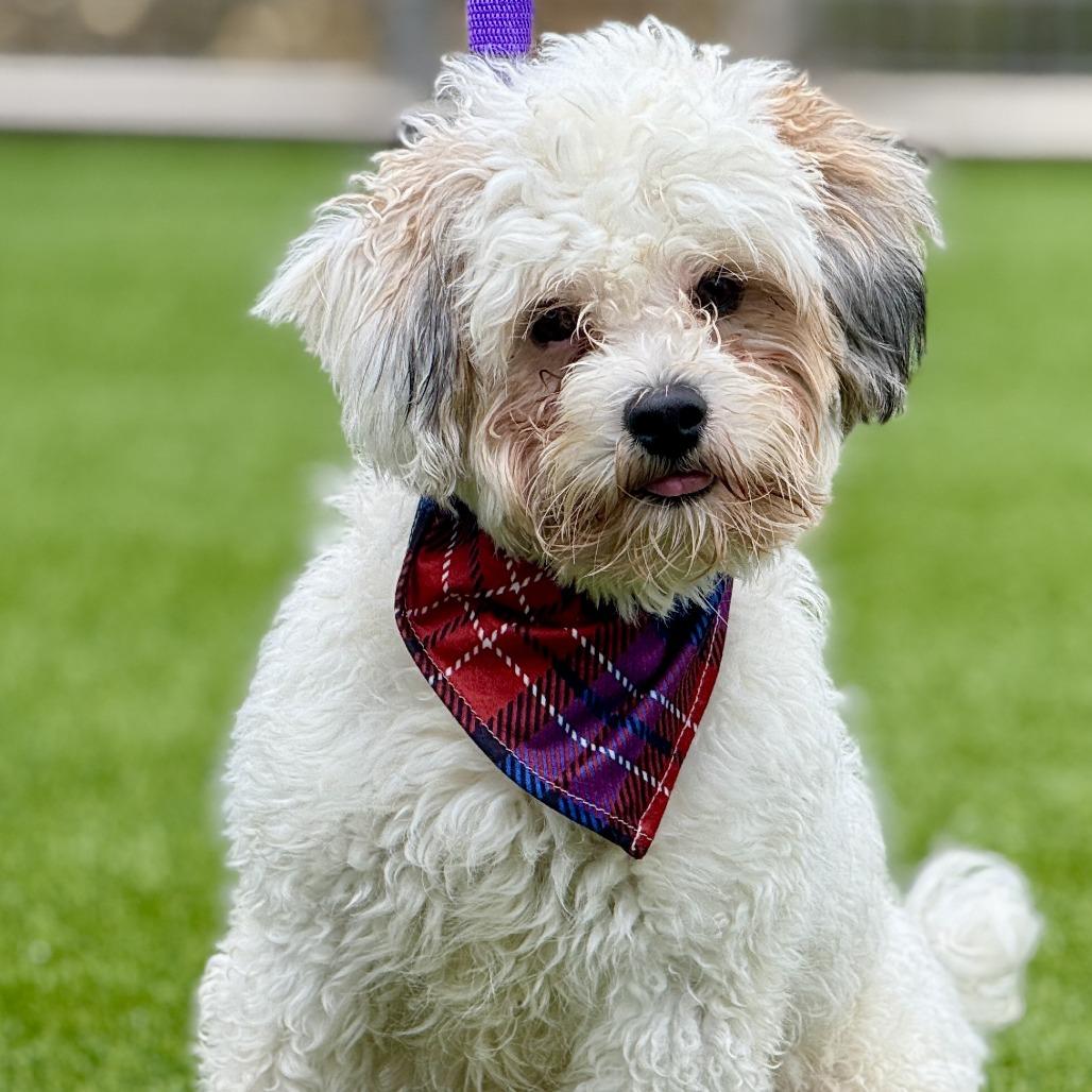 Remy — A Fluffy Cutie with a Playful Heart, a Adoptable mixed breed in St Augustine, FL image 1/6