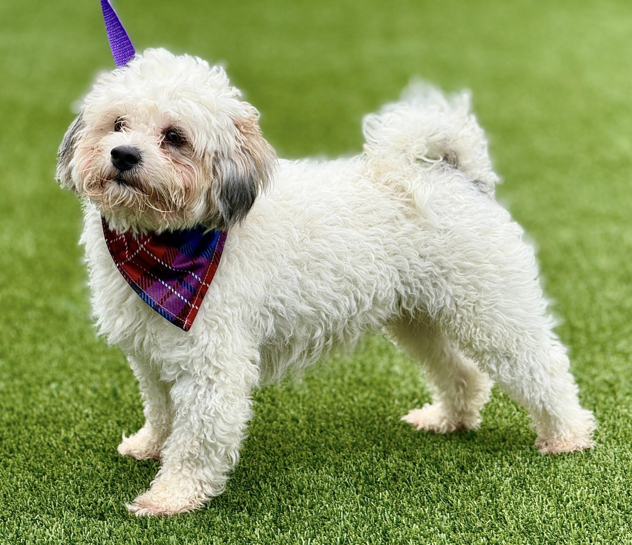 Remy — A Fluffy Cutie with a Playful Heart, a Adoptable mixed breed in St Augustine, FL image 2/6