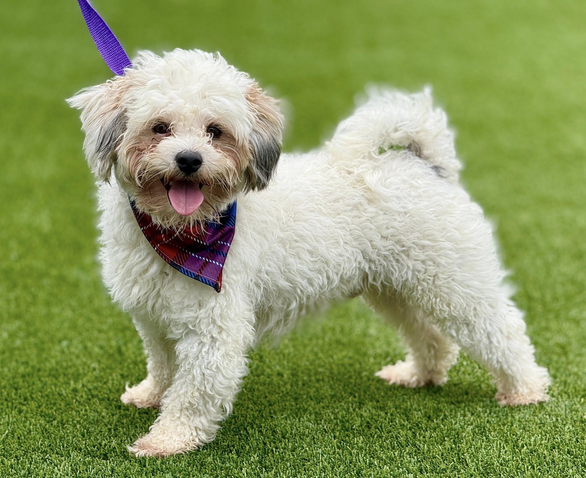 Remy — A Fluffy Cutie with a Playful Heart, a Adoptable mixed breed in St Augustine, FL image 3/6