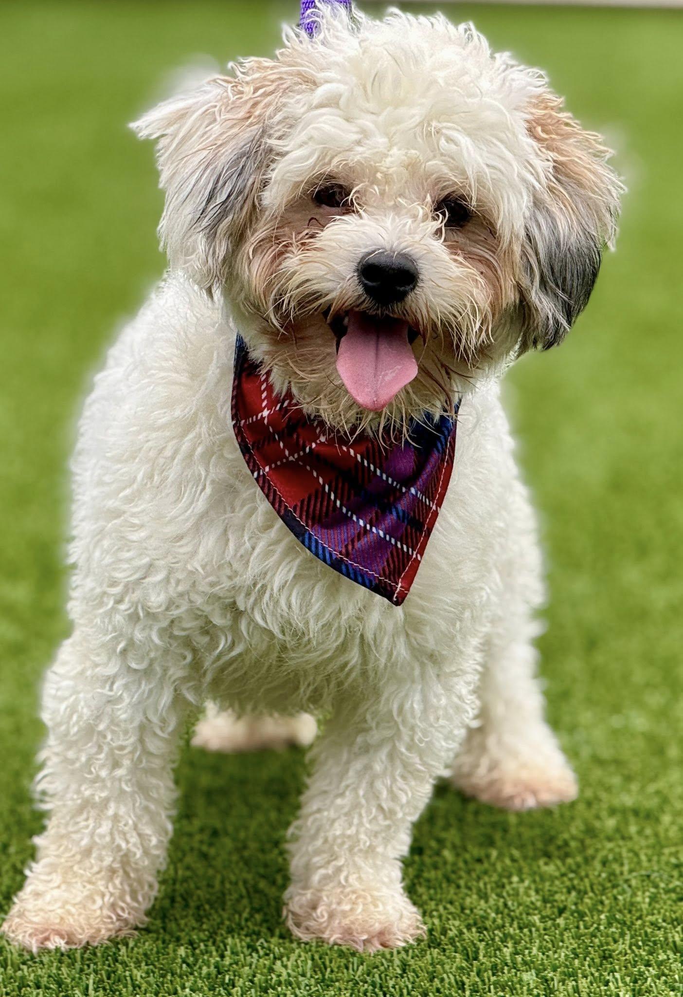 Remy — A Fluffy Cutie with a Playful Heart, a Adoptable mixed breed in St Augustine, FL image 4/6