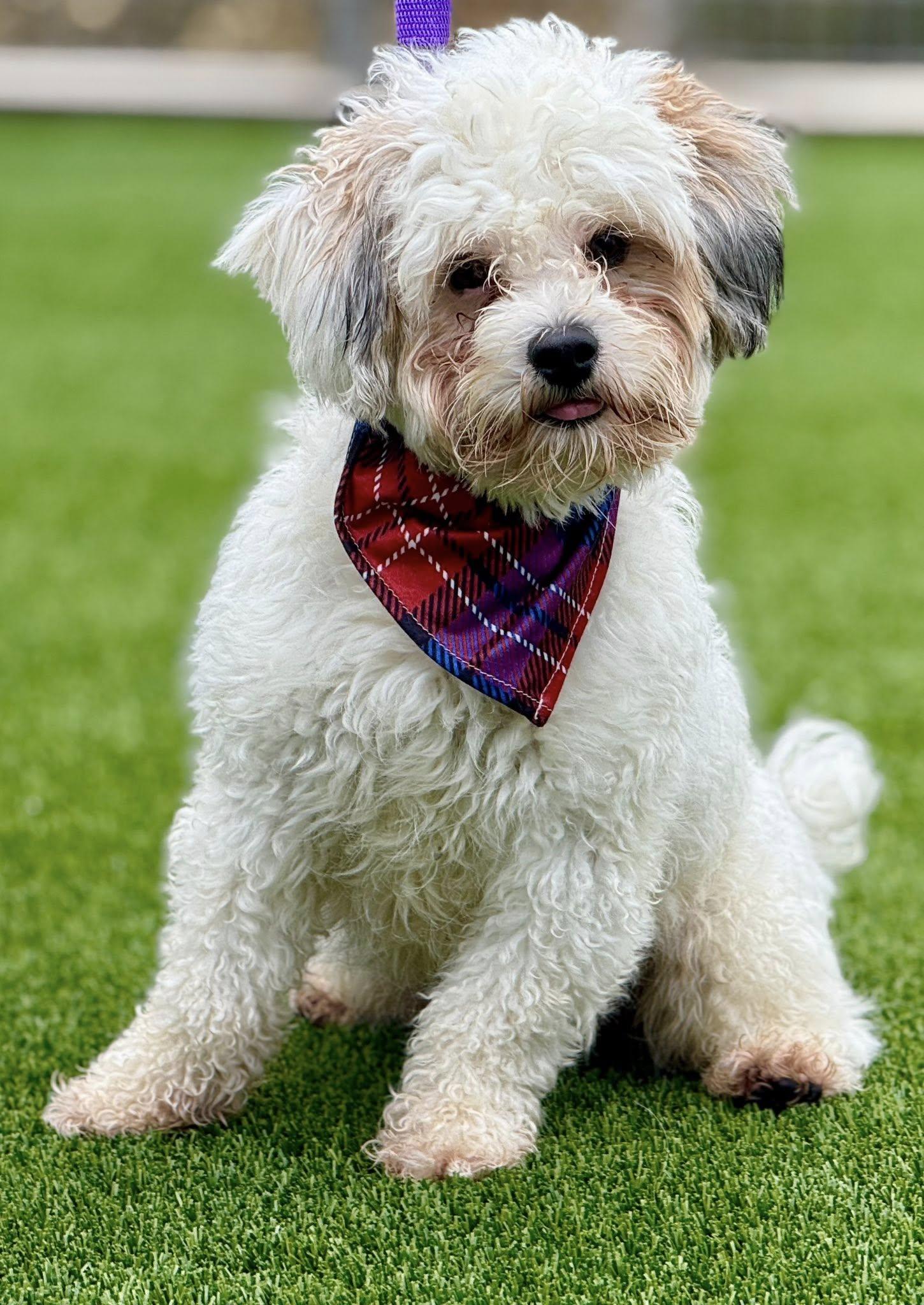 Remy — A Fluffy Cutie with a Playful Heart, a Adoptable mixed breed in St Augustine, FL image 5/6