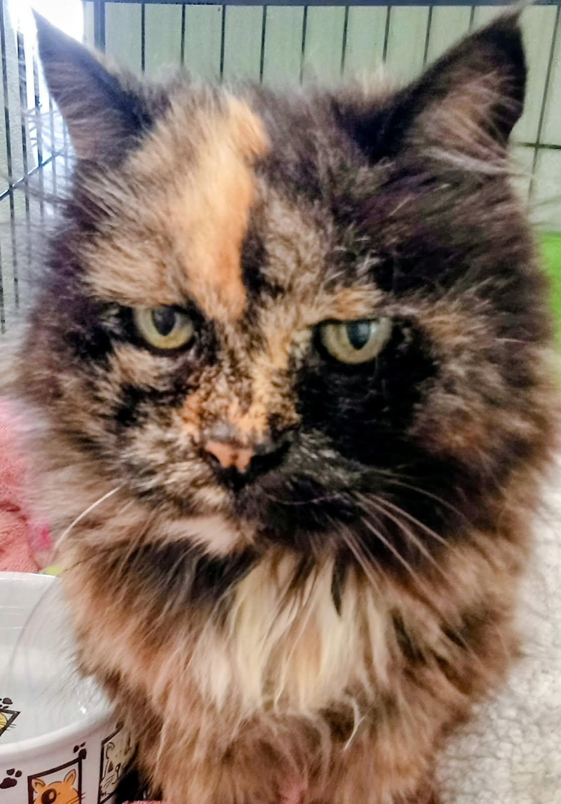 Enlarge Maisie, a Adoptable Domestic Long Hair in Reeds Spring, MO image 1/1