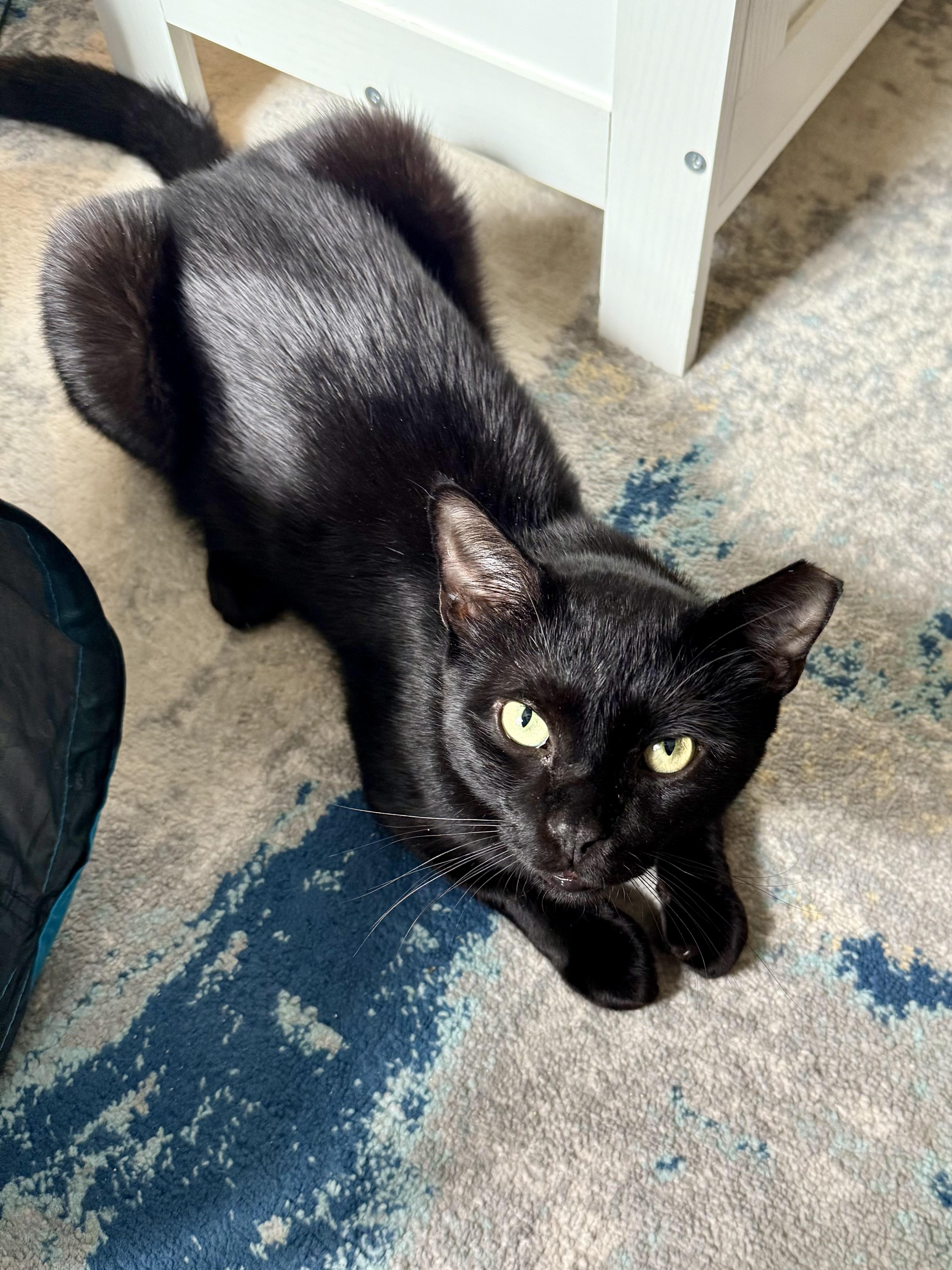 Manatee, a Adoptable Domestic Short Hair in Brooklyn, NY image 2/5