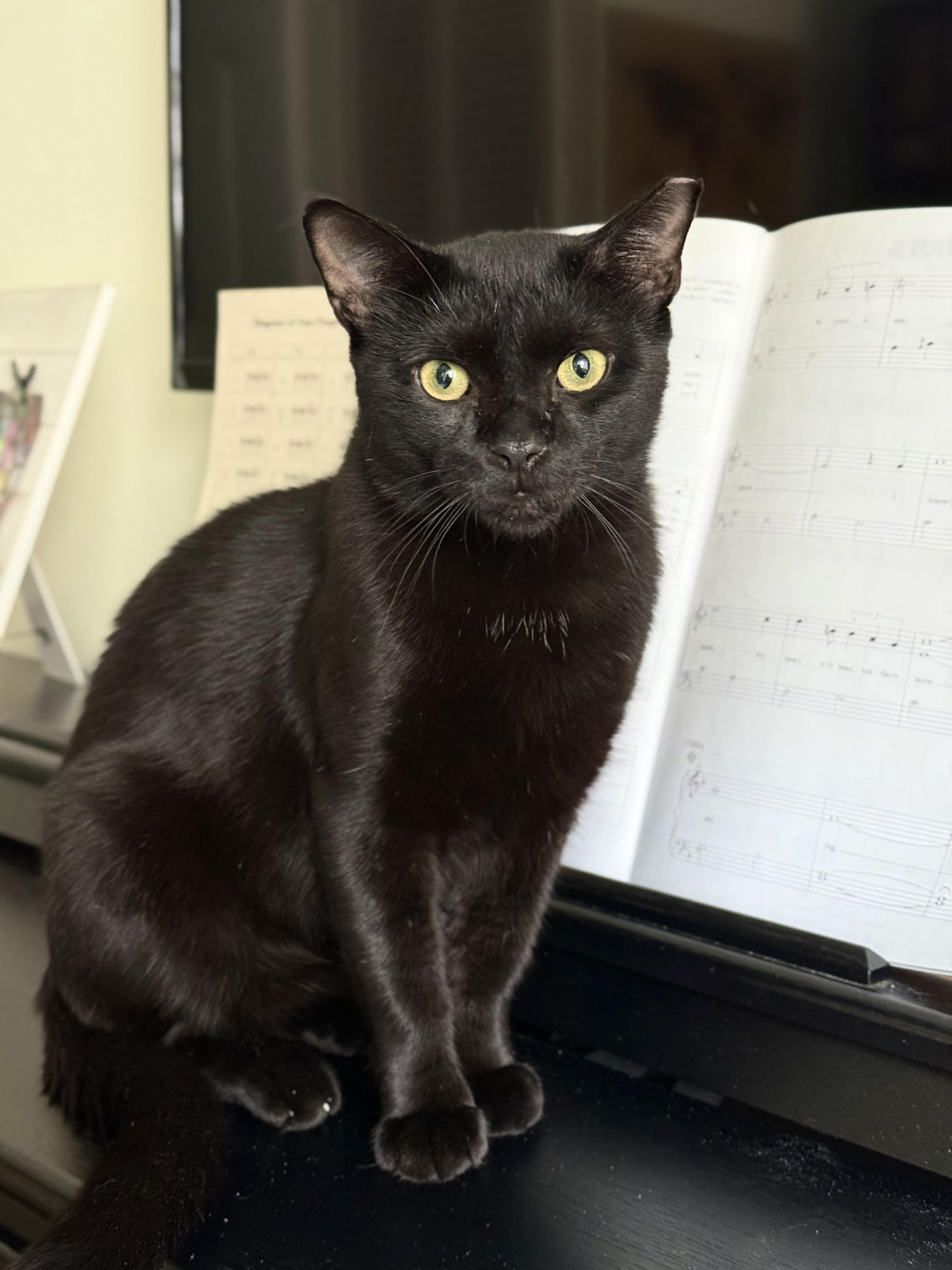 Manatee, a Adoptable Domestic Short Hair in Brooklyn, NY image 3/5