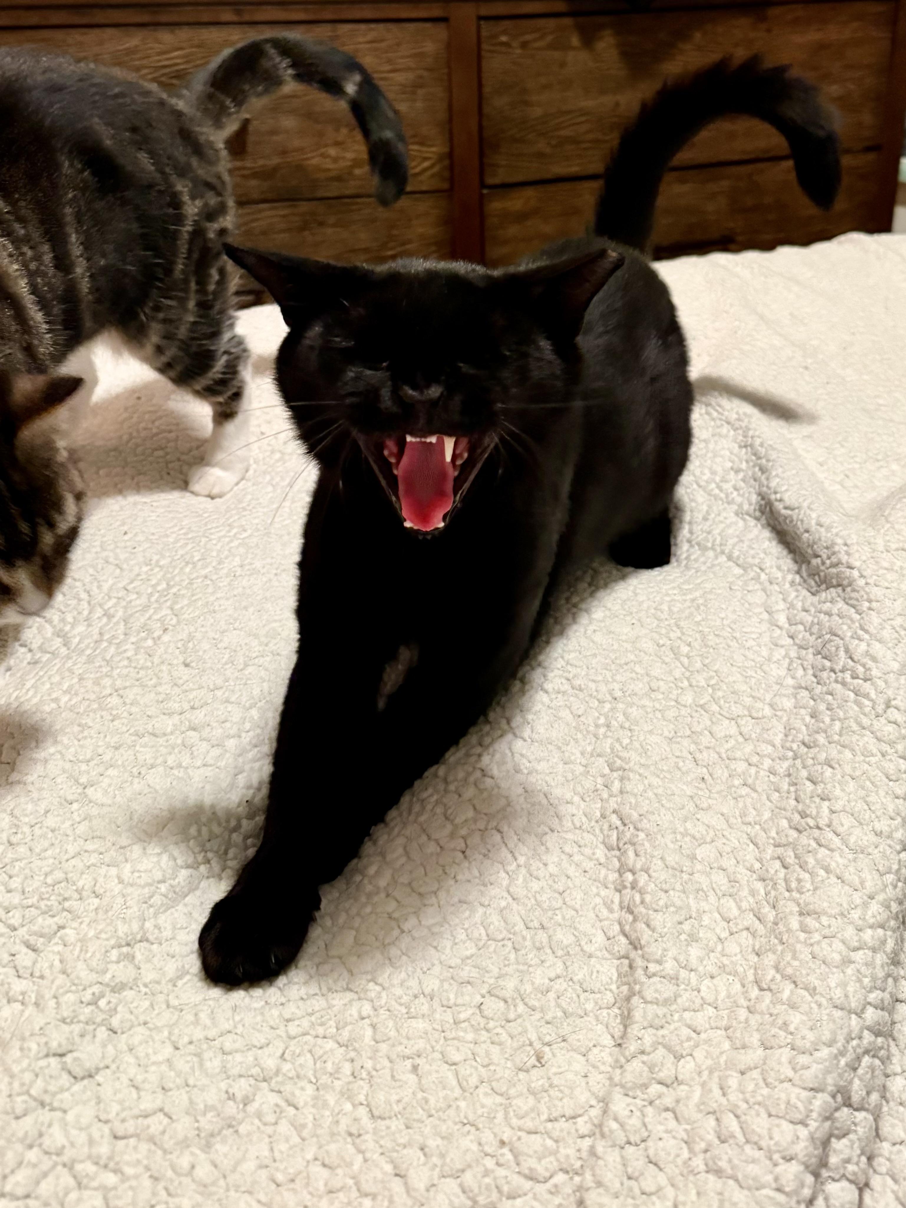 Manatee, a Adoptable Domestic Short Hair in Brooklyn, NY image 4/5