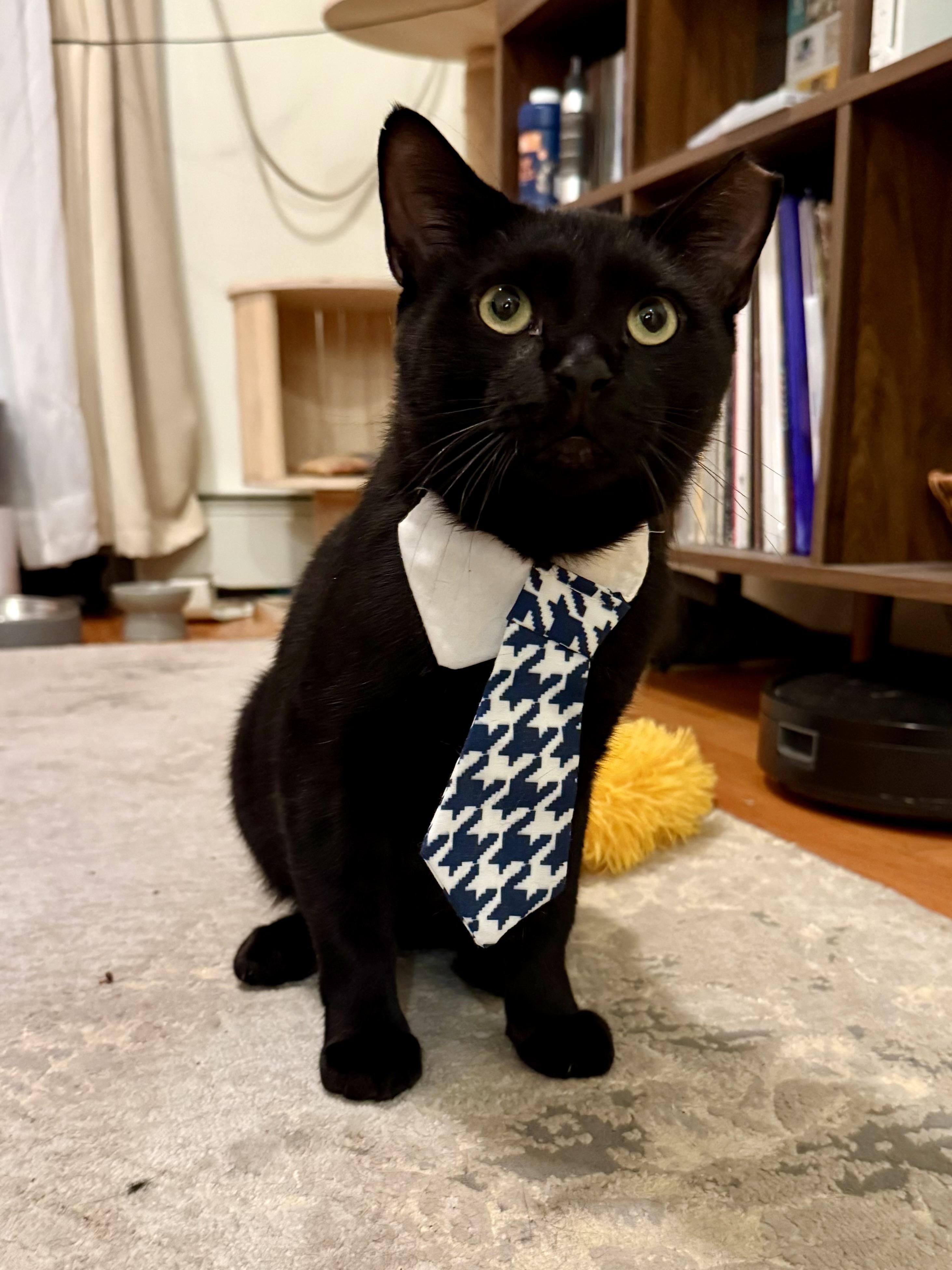 Manatee, Adoptable, Young Male Domestic Short Hair.