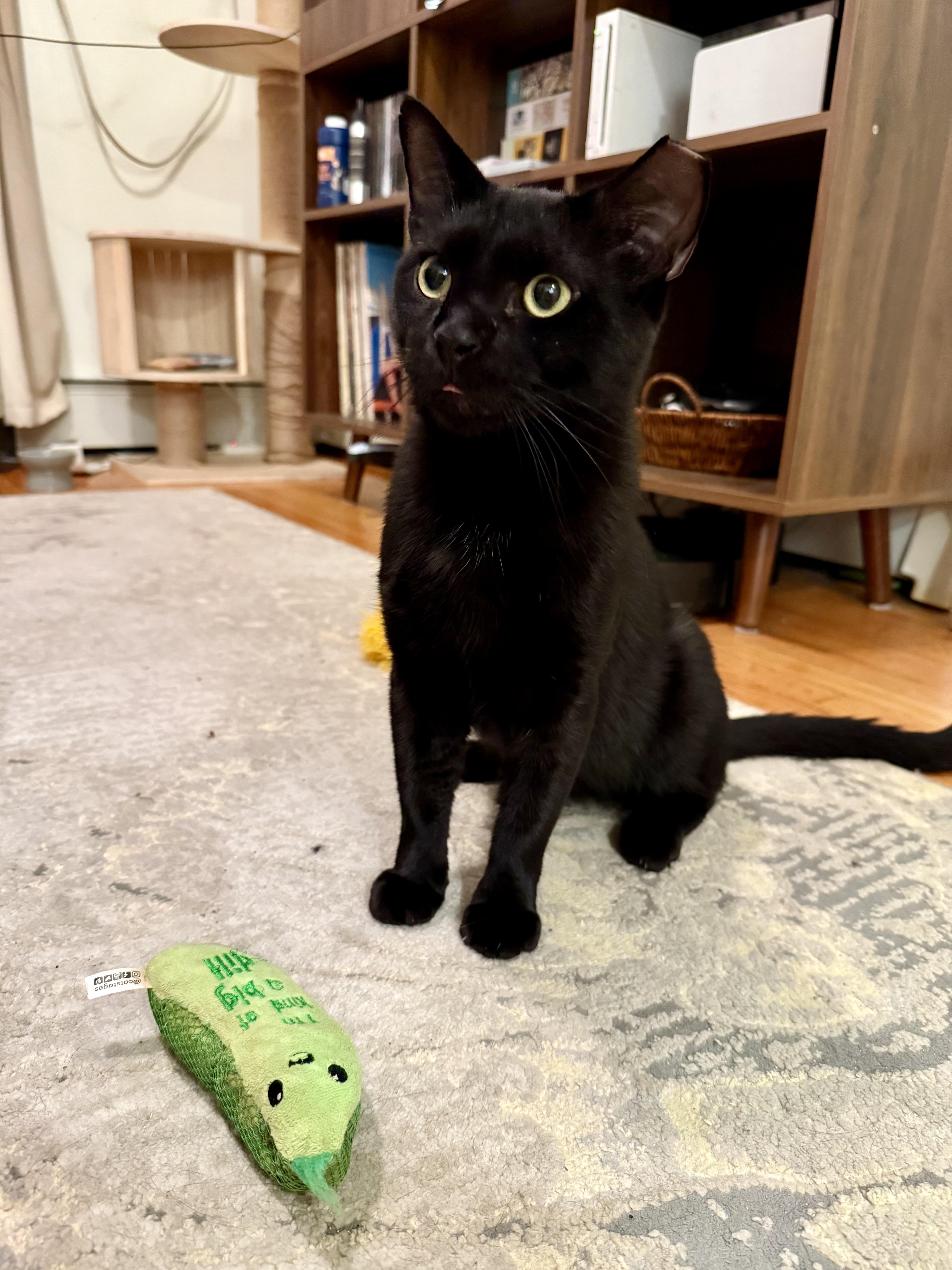 Manatee, a Adoptable Domestic Short Hair in Brooklyn, NY image 5/5