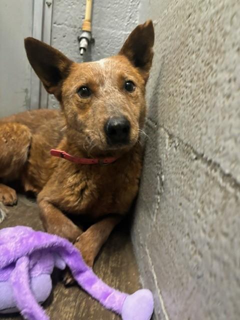 Copper Fido, ADOPTABLE, Young Male Australian Cattle Dog / Blue Heeler.