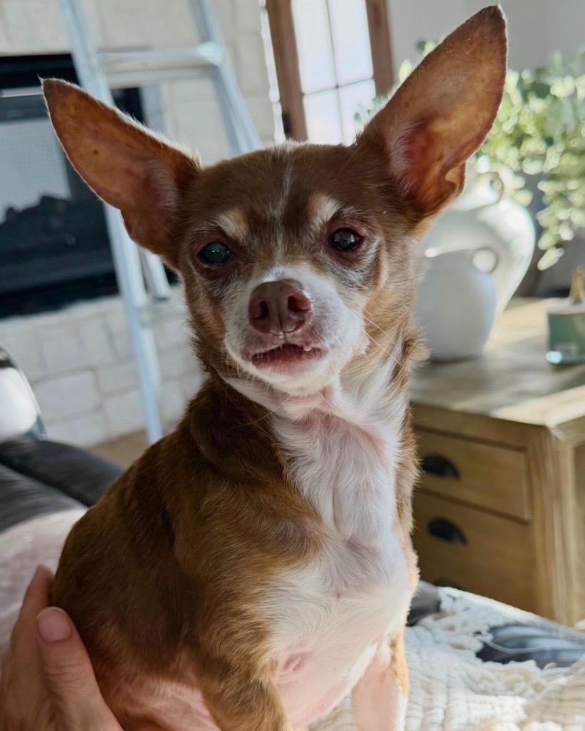 Mel (Melatonin), Adoptable, Senior Female Chihuahua.